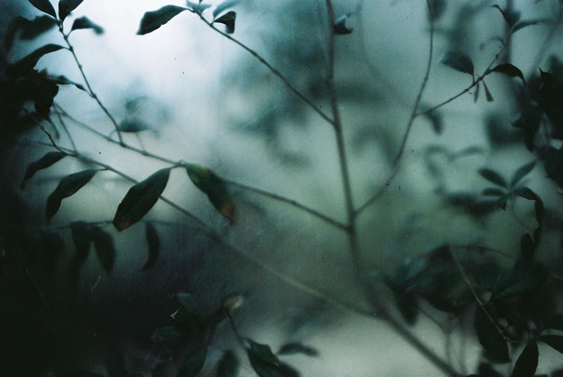 Film photography by Motomi Mizoguchi