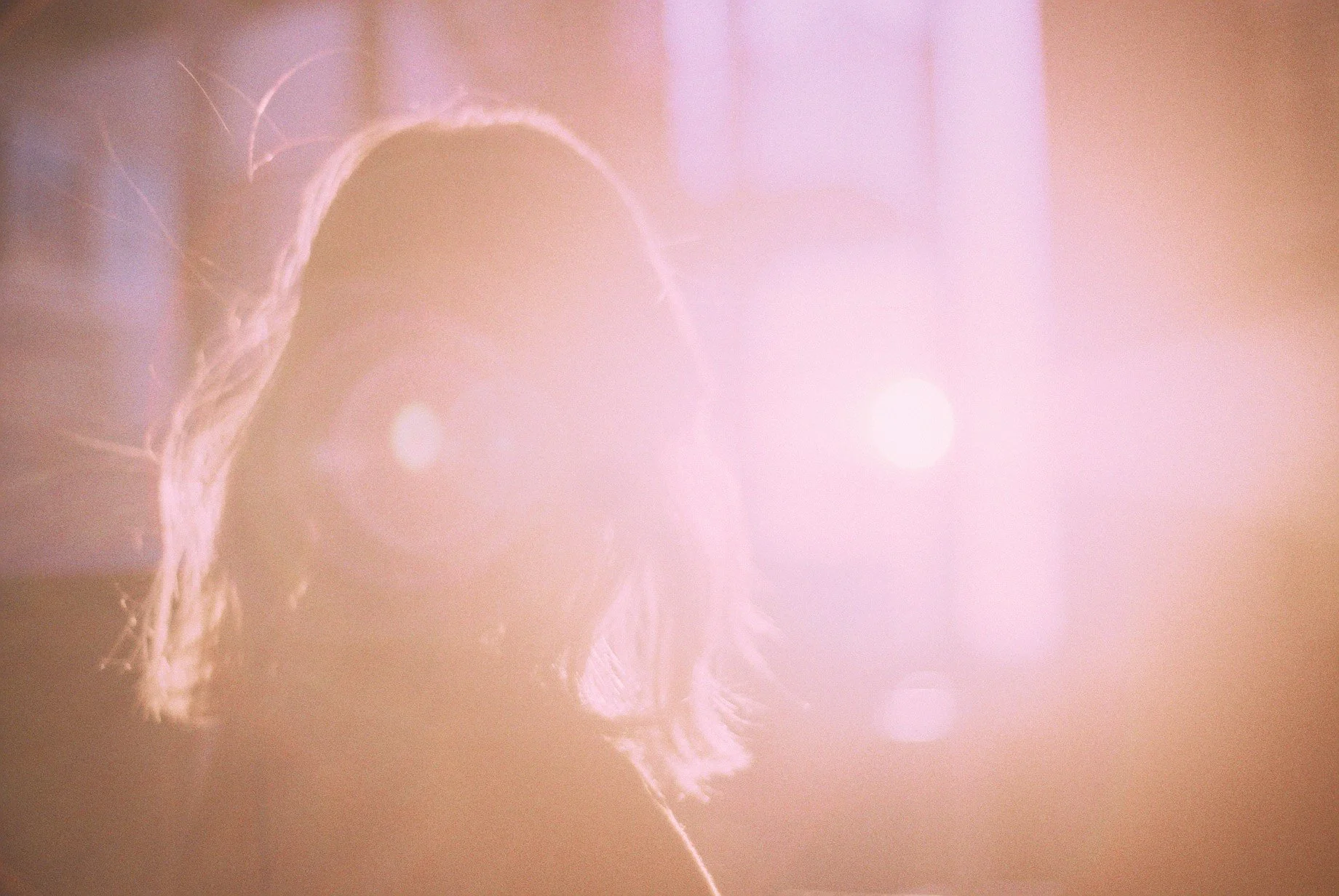 Film photography by Motomi Mizoguchi