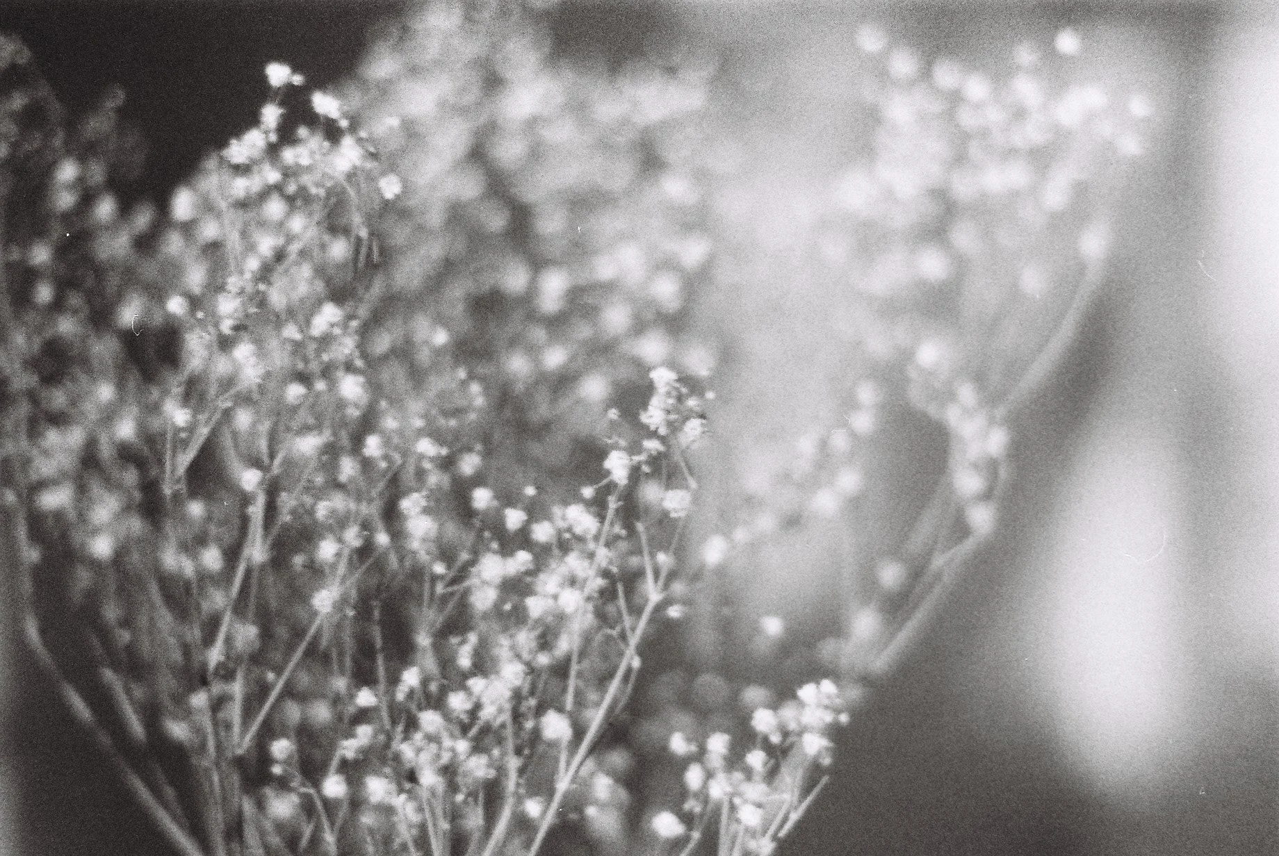 Film photography by Motomi Mizoguchi