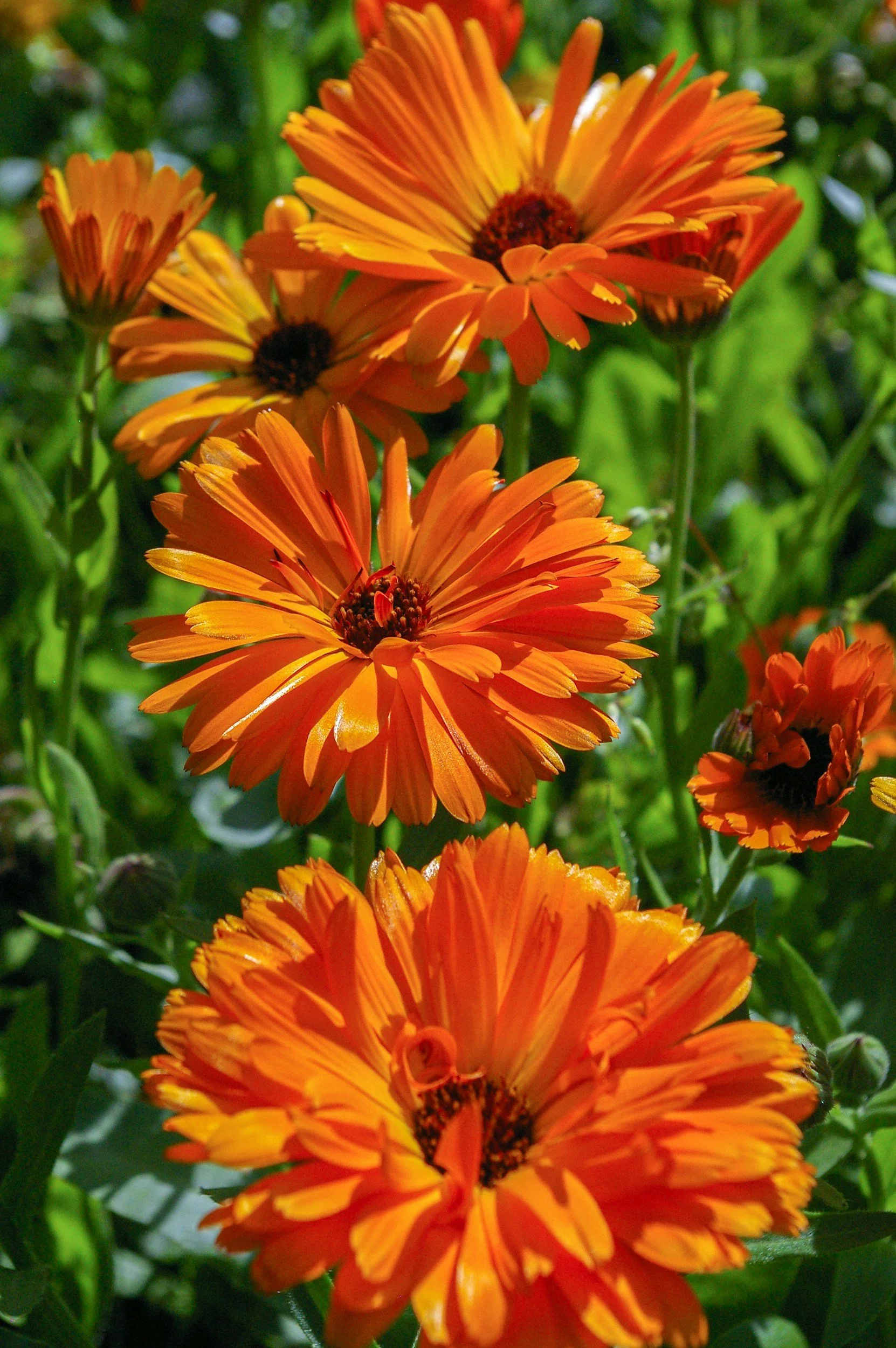 The Benefits of Calendula: A Flower Full of Sunshine