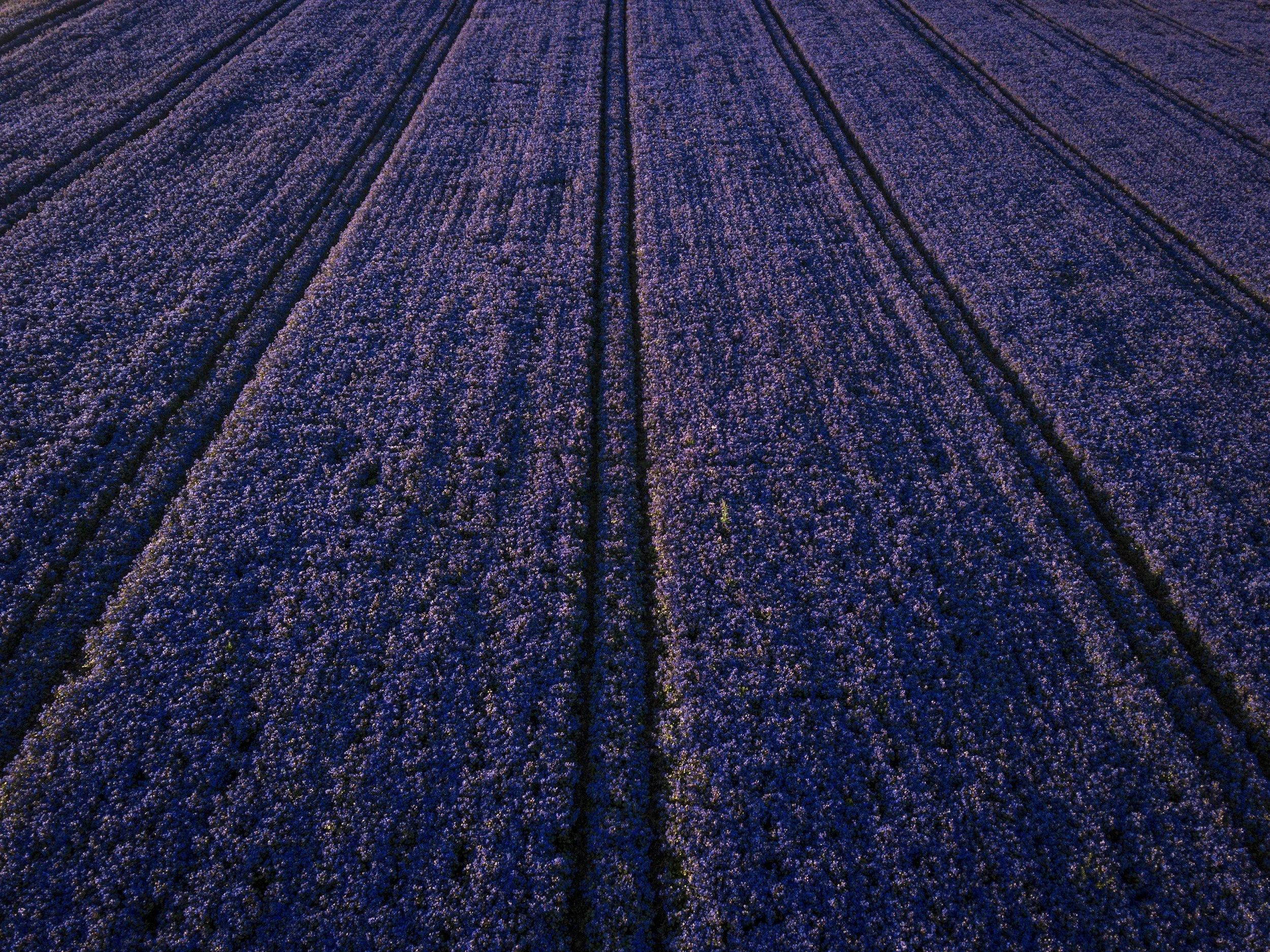The Psychology and Symbolism of the Color Lavender