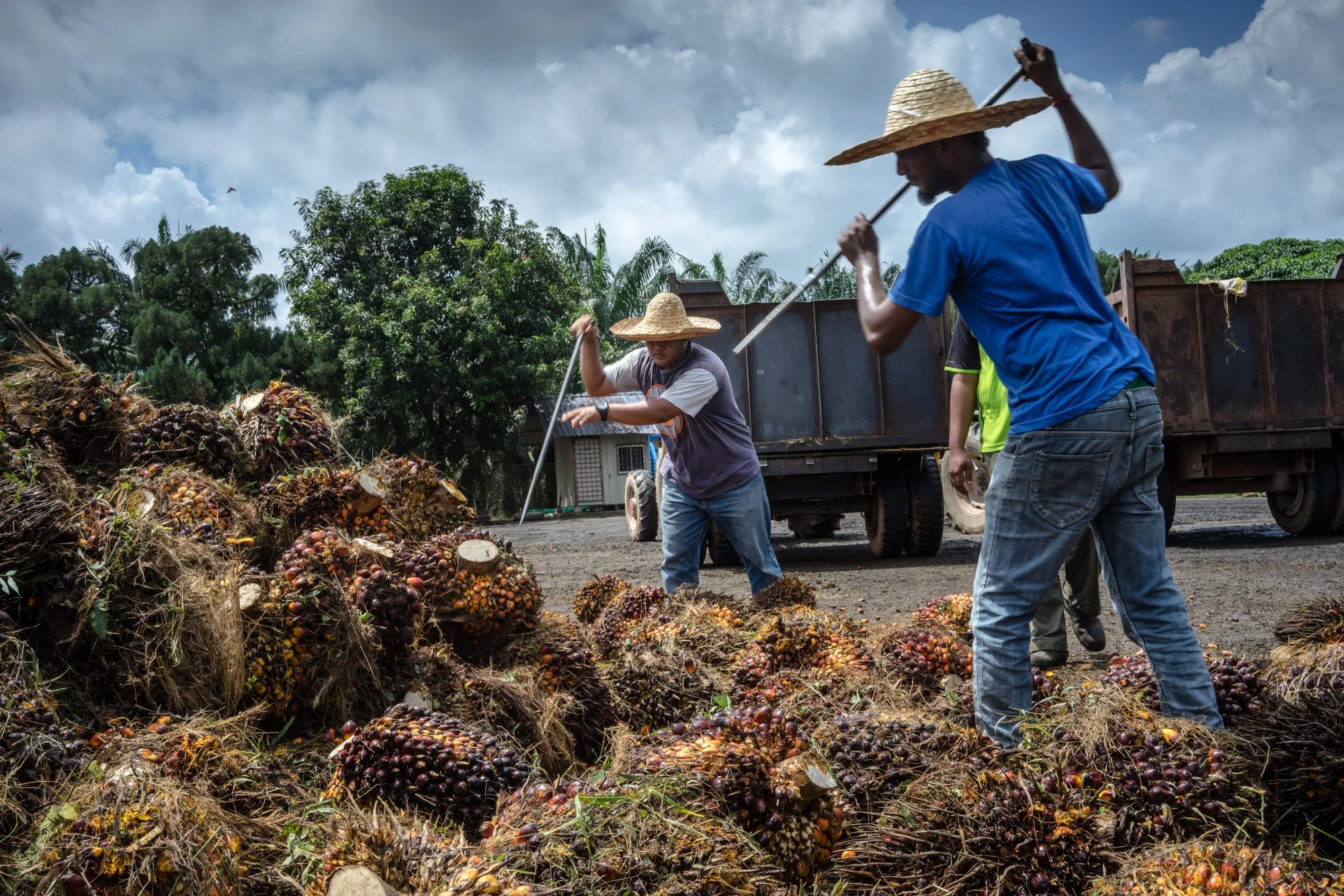 API lauds sustainable palm oil efforts in Malaysia