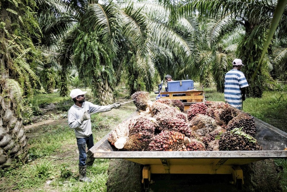 Advocacy group calls for better discussions about palm oil in Malaysia