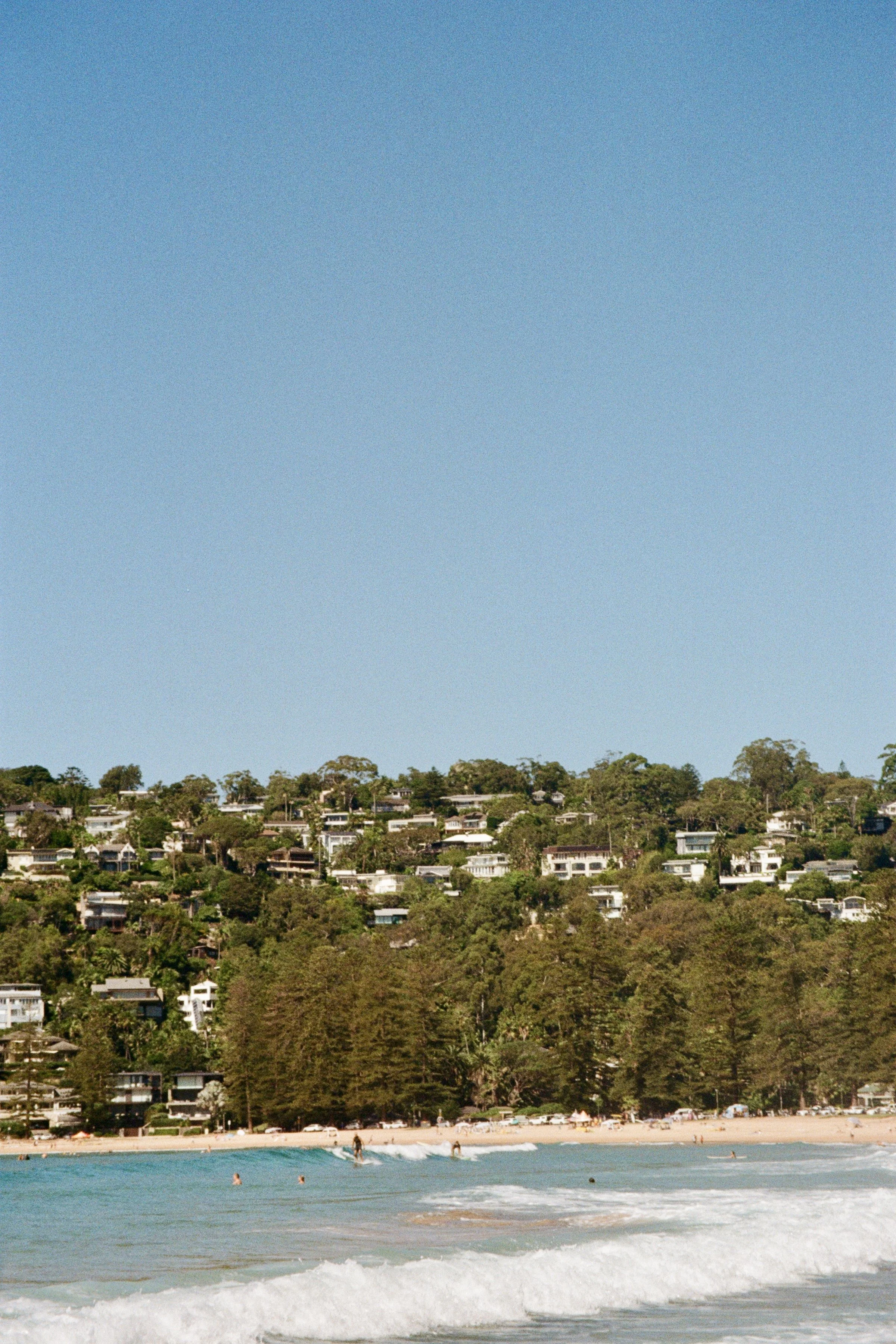 The Palmy