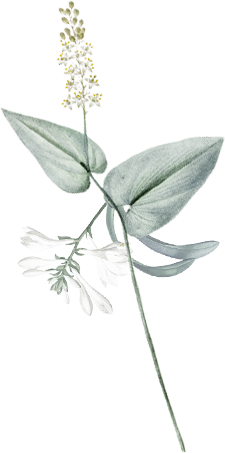 Illustration of a plant with large, pointed leaves and small white flowers, on a light background.