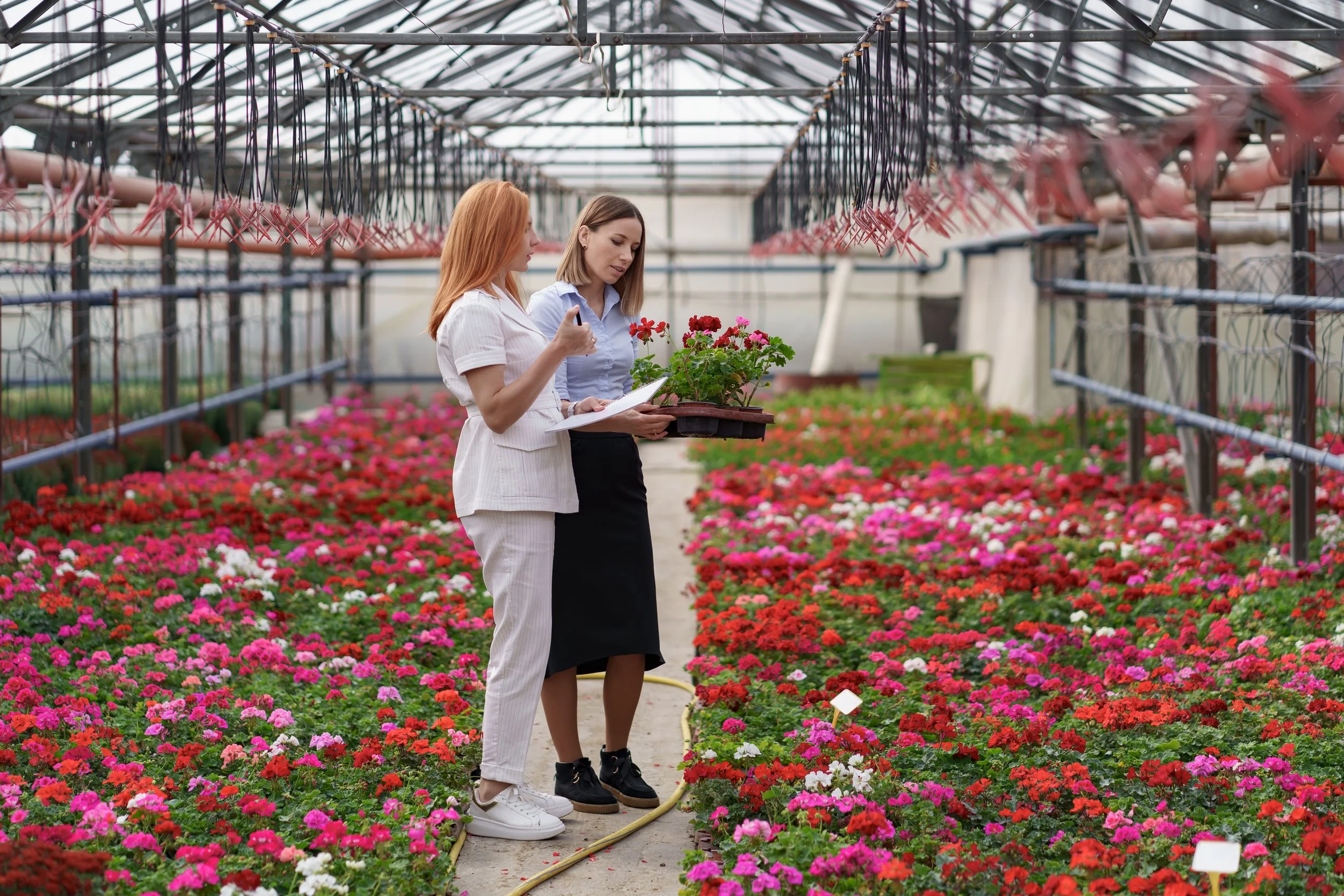 Two women in a greenhouse with colorful flowers, one holding a tray of flowers and the other writing notes, surrounded by pink, red, and purple blossoms.