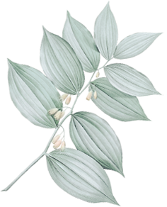 Close-up of green and white striped leaves with a few herbs or flowers.