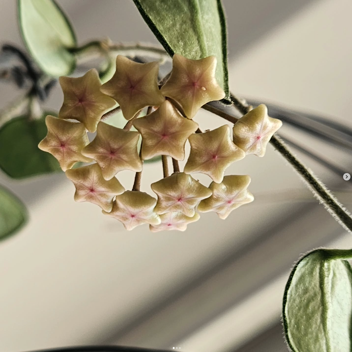 A close-up of a star-shaped Hoya plant in full bloom, meticulously cultivated at home by Bull Delamotte. This reflects the same attention to detail and care he brings to premium aviation guest services.