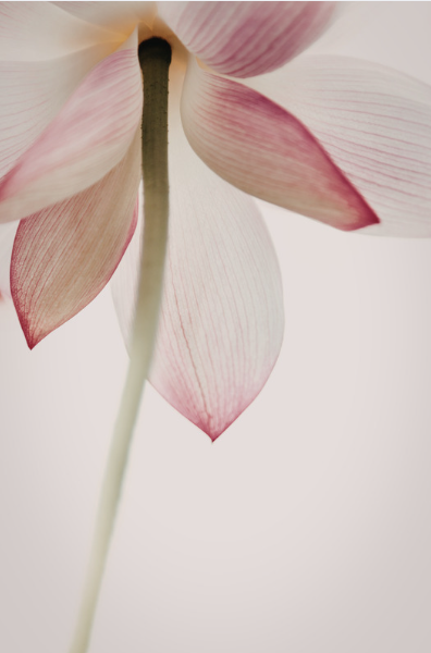 Soft pink lotus flower symbolising calm and compassion
