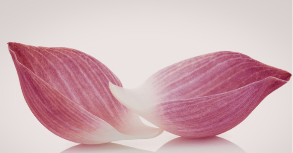 Pink lotus petals symbolising family, healing and compassion