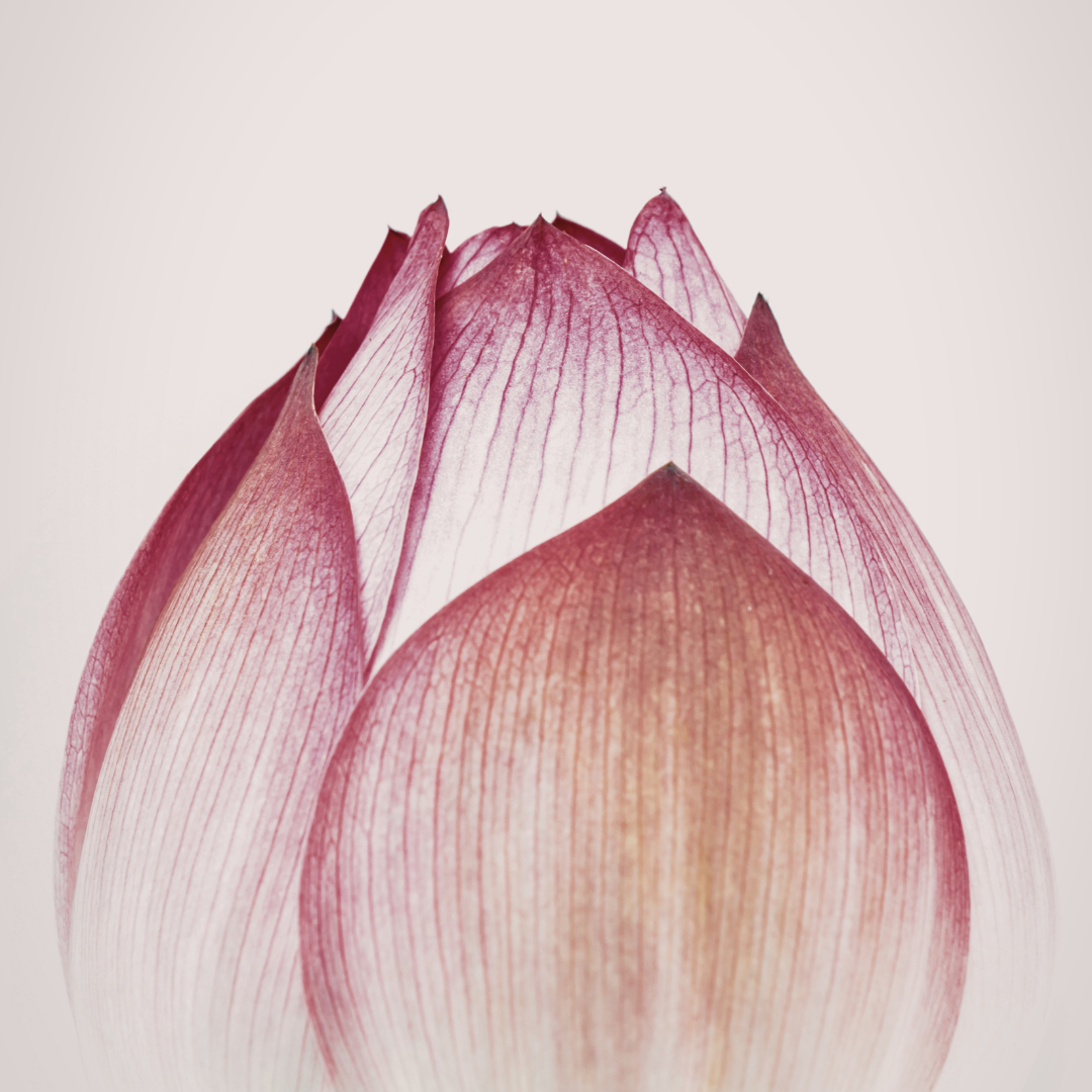 Delicate lotus flower reflecting calm and emotional wellbeing