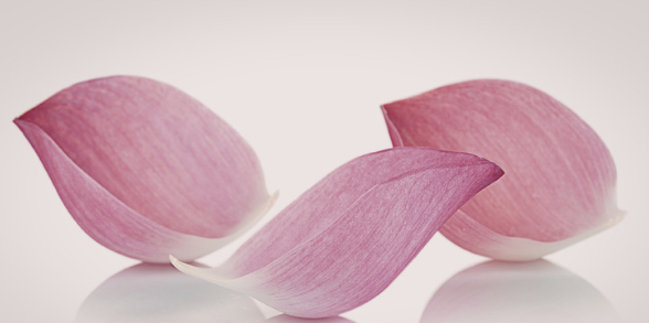 Soft flower petals representing community, unity and resilience