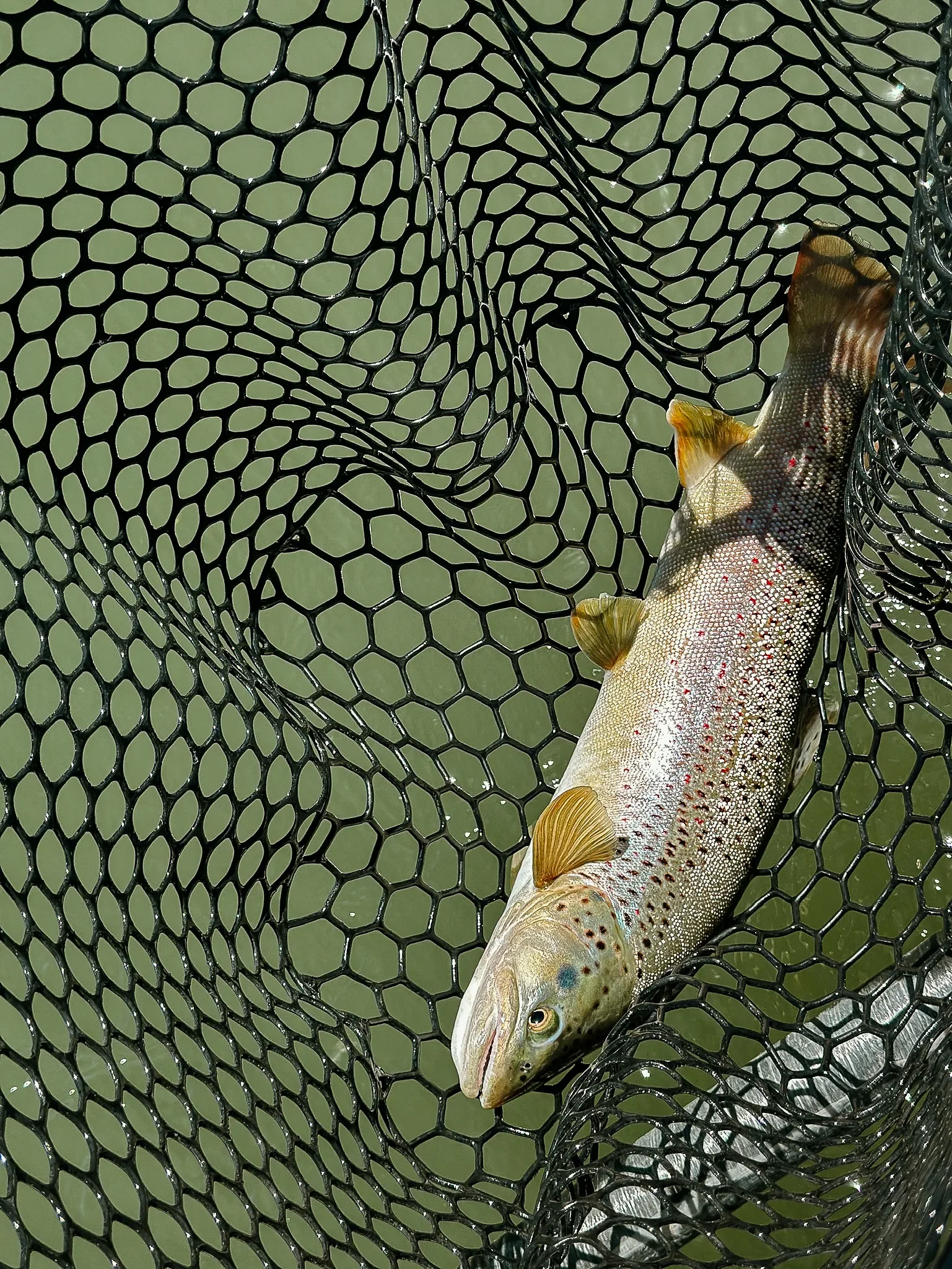 A fish caught in a black fishing net over green water.