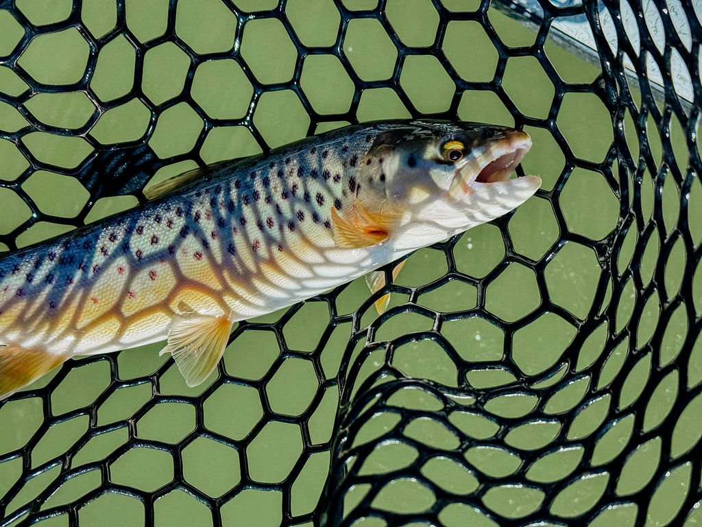 A trout fish caught in a black mesh fishing net over green water.