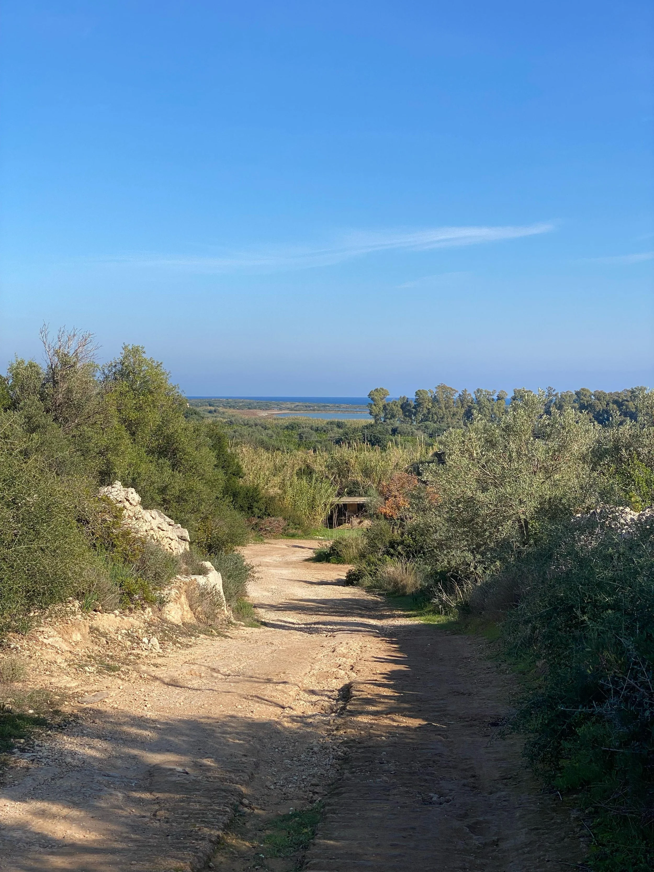 A dirt path running through a green, bushy landscape with trees, leading towards the ocean on the horizon under a clear blue sky.