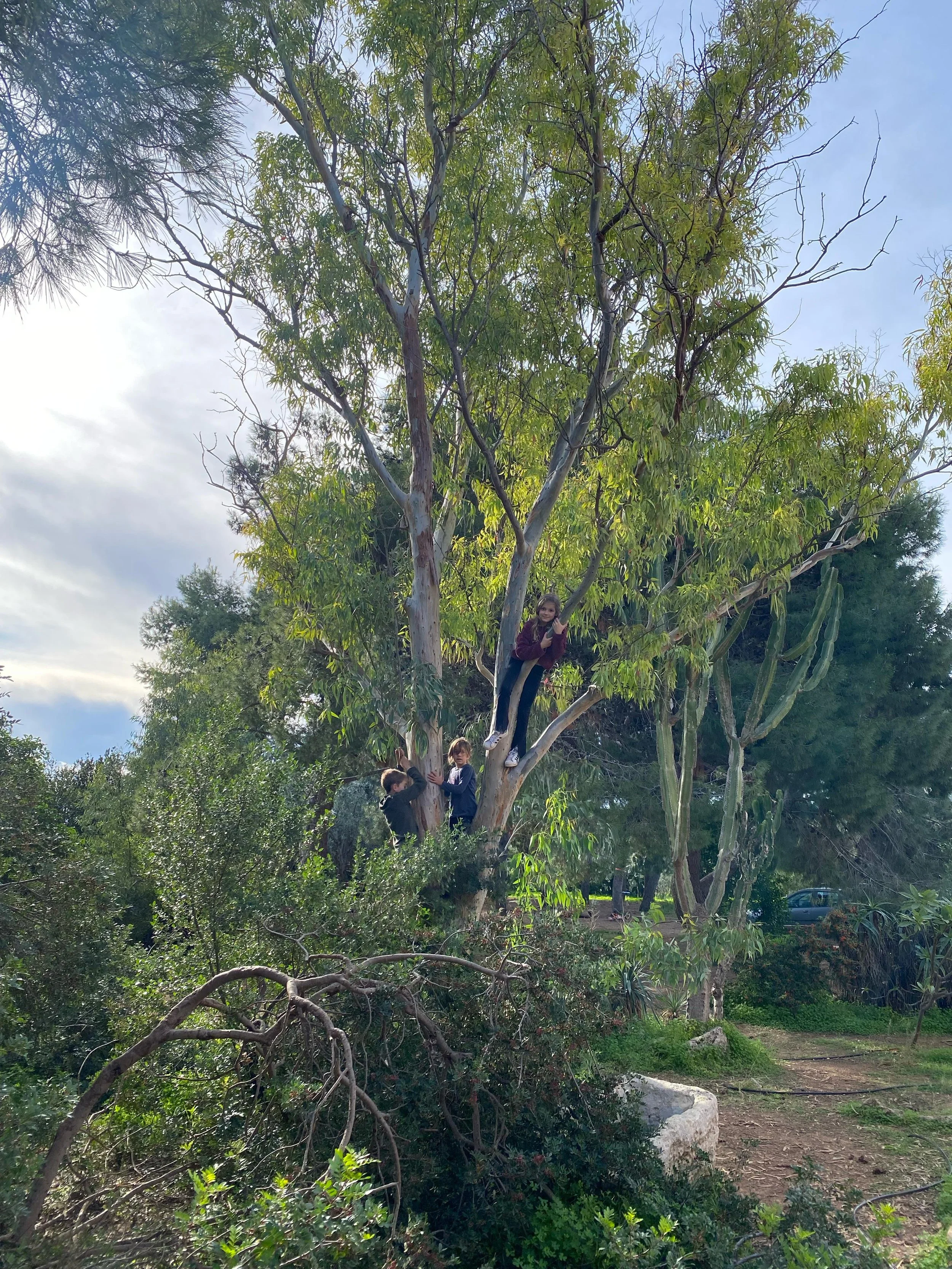 Three children are playing in a tall tree with green leaves and some bare branches, surrounded by bushes and plants in a park or outdoor area.