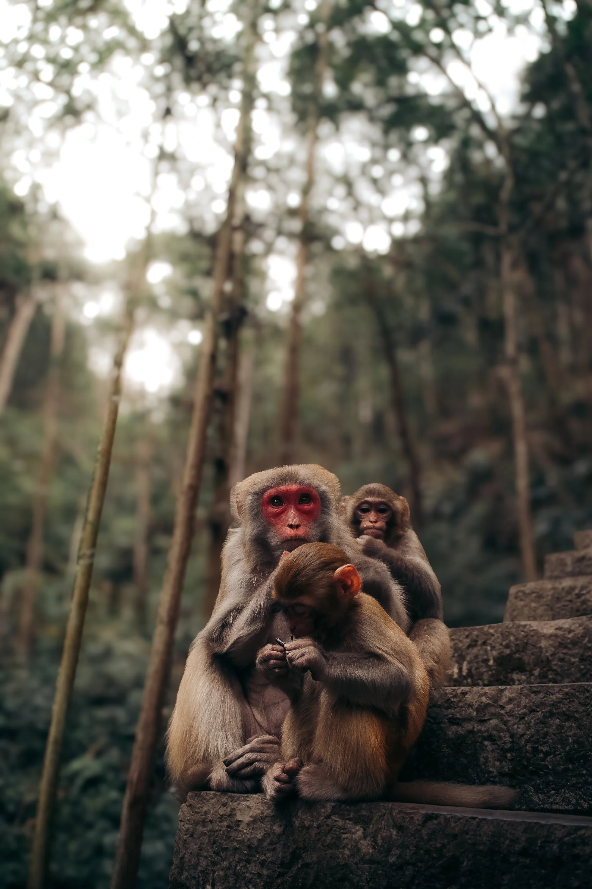 Three monkeys sitting on stone steps in a forest, with the larger monkey in front and two smaller monkeys behind, surrounded by trees.