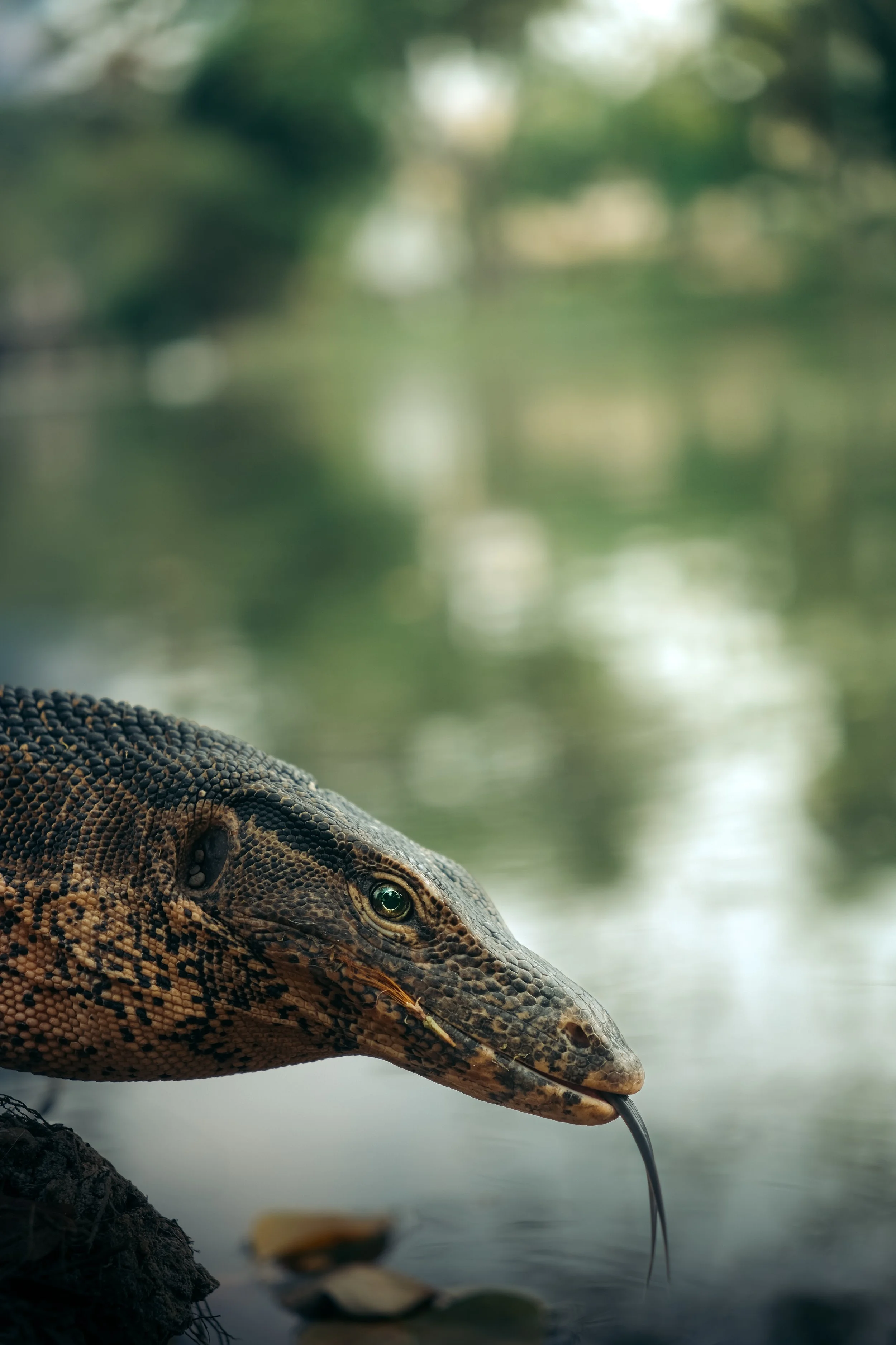 A close-up of a monitor lizard's head near water with a blurred green background.