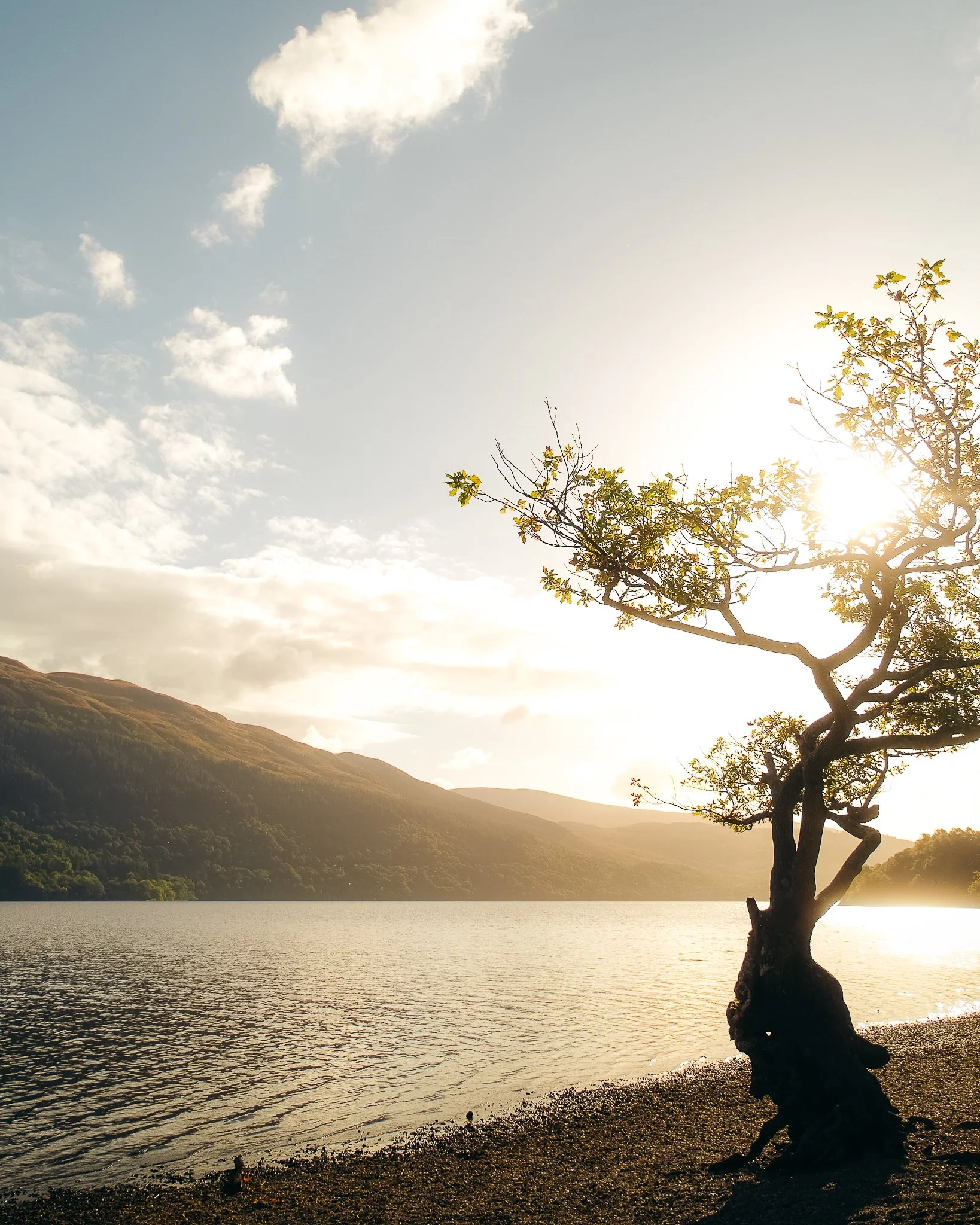 A lone tree by the water at sunset with mountains in the background