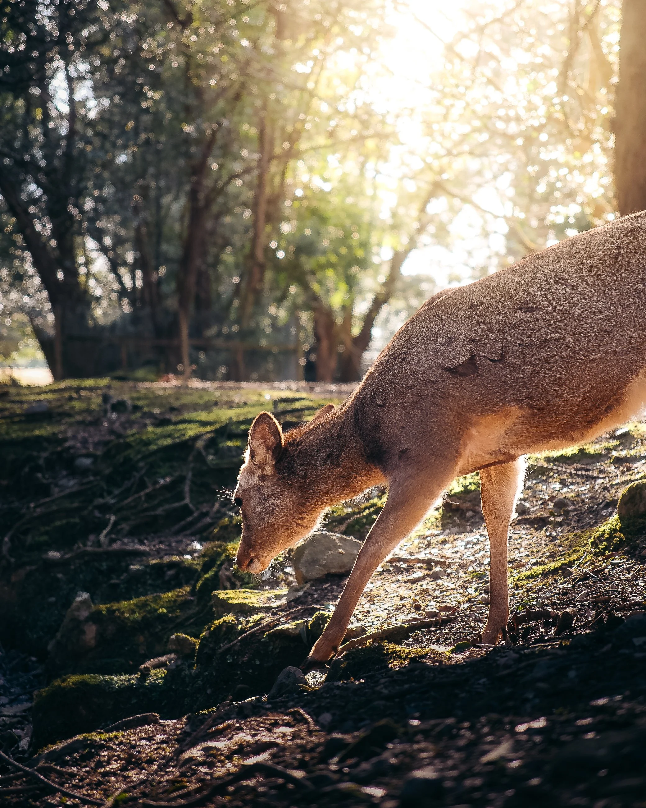 A small mammal, possibly a fox, on a mossy forest floor during daytime with sunlight filtering through the trees.