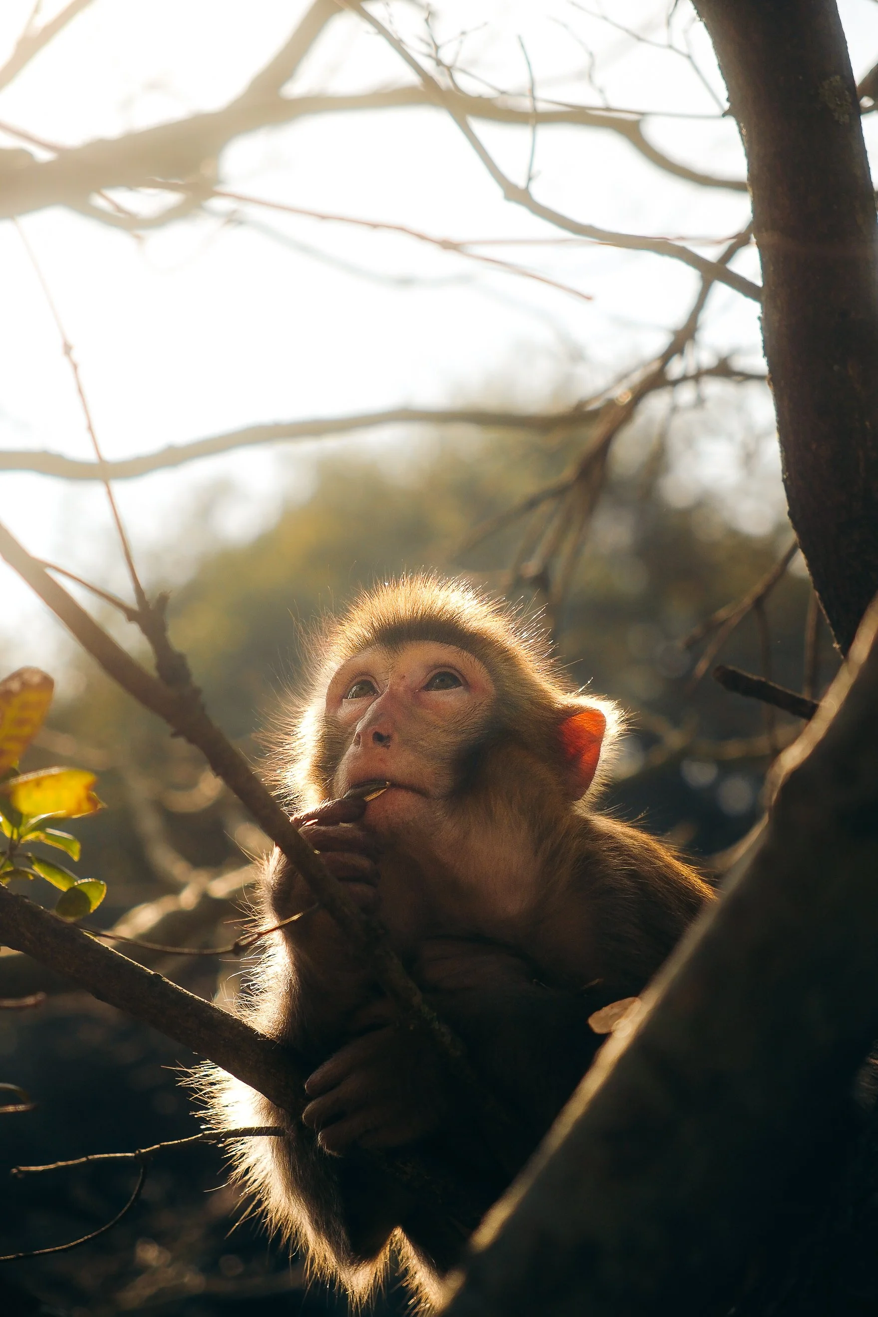 A monkey sitting on a tree branch, looking upward while holding onto the branch with one hand and resting its chin on the other, in a natural outdoor setting with sunlight filtering through the trees.