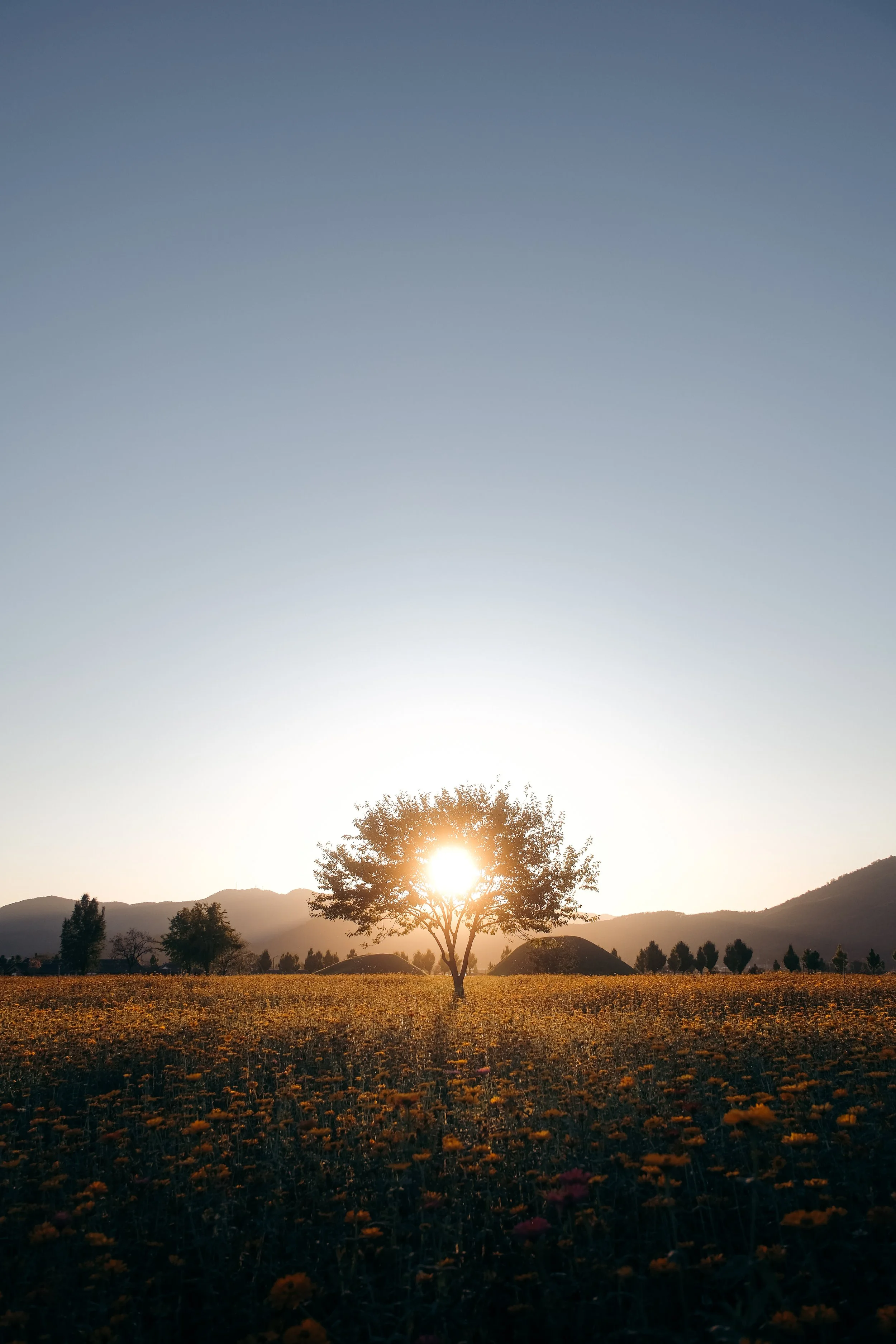 A tree in a field with yellow flowers during sunset, with mountains in the background.