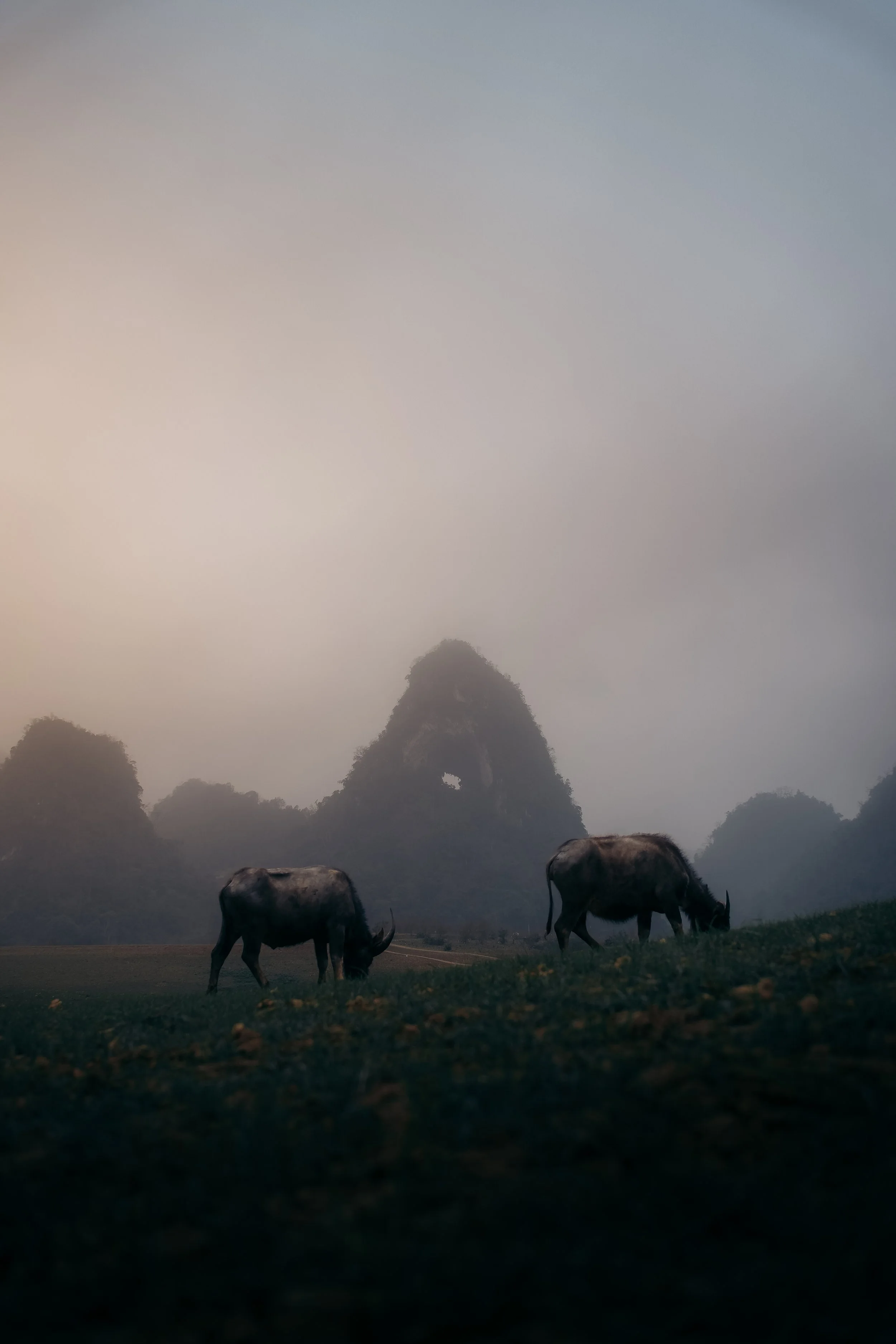 Two buffalo grazing in a misty landscape with large, tree-covered mountains in the background.