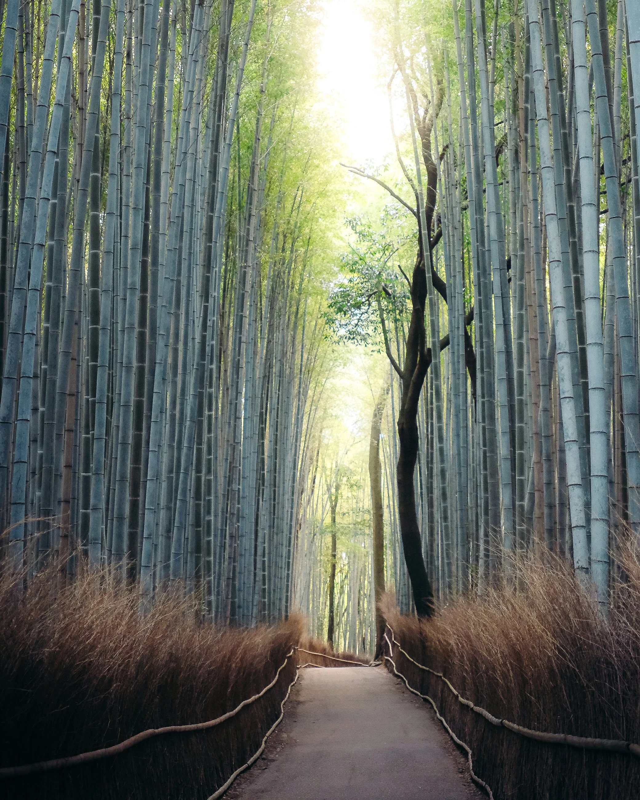 A path through a dense bamboo forest with tall bamboo stalks and sunlight filtering through the leaves.