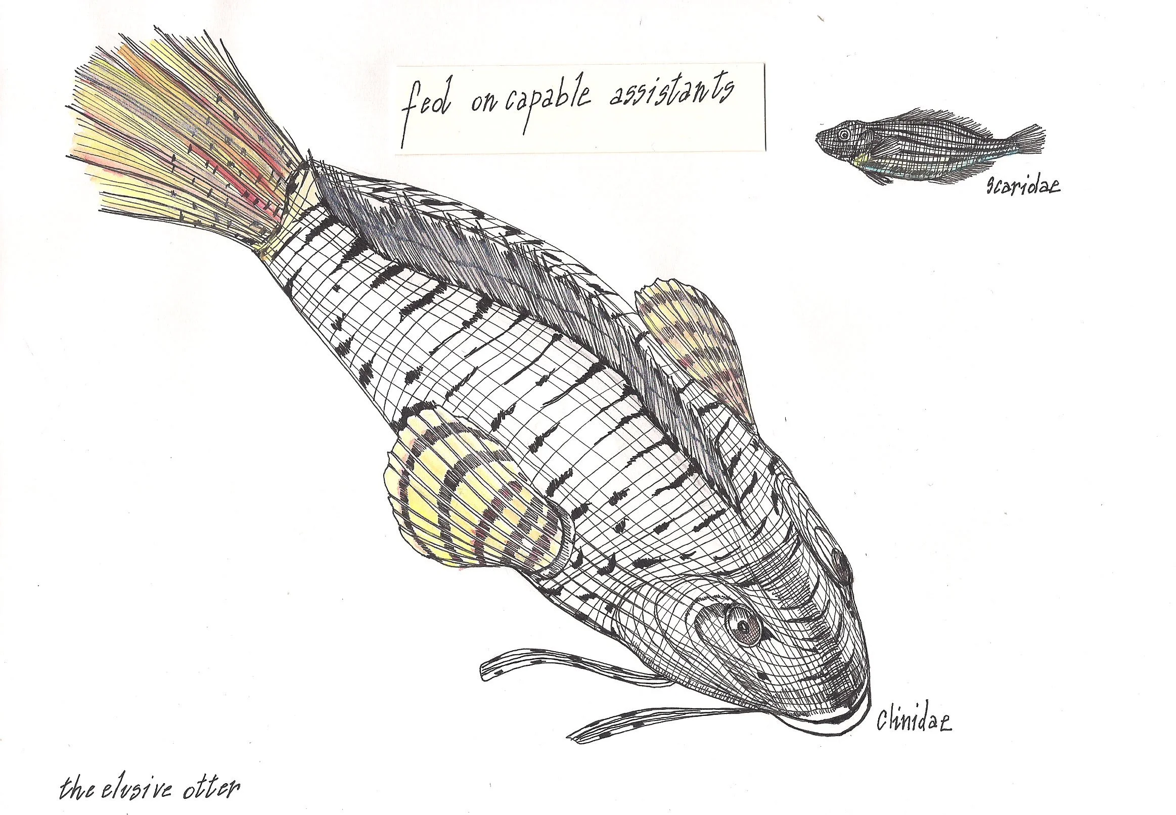 Elusive Otter - help.jpg