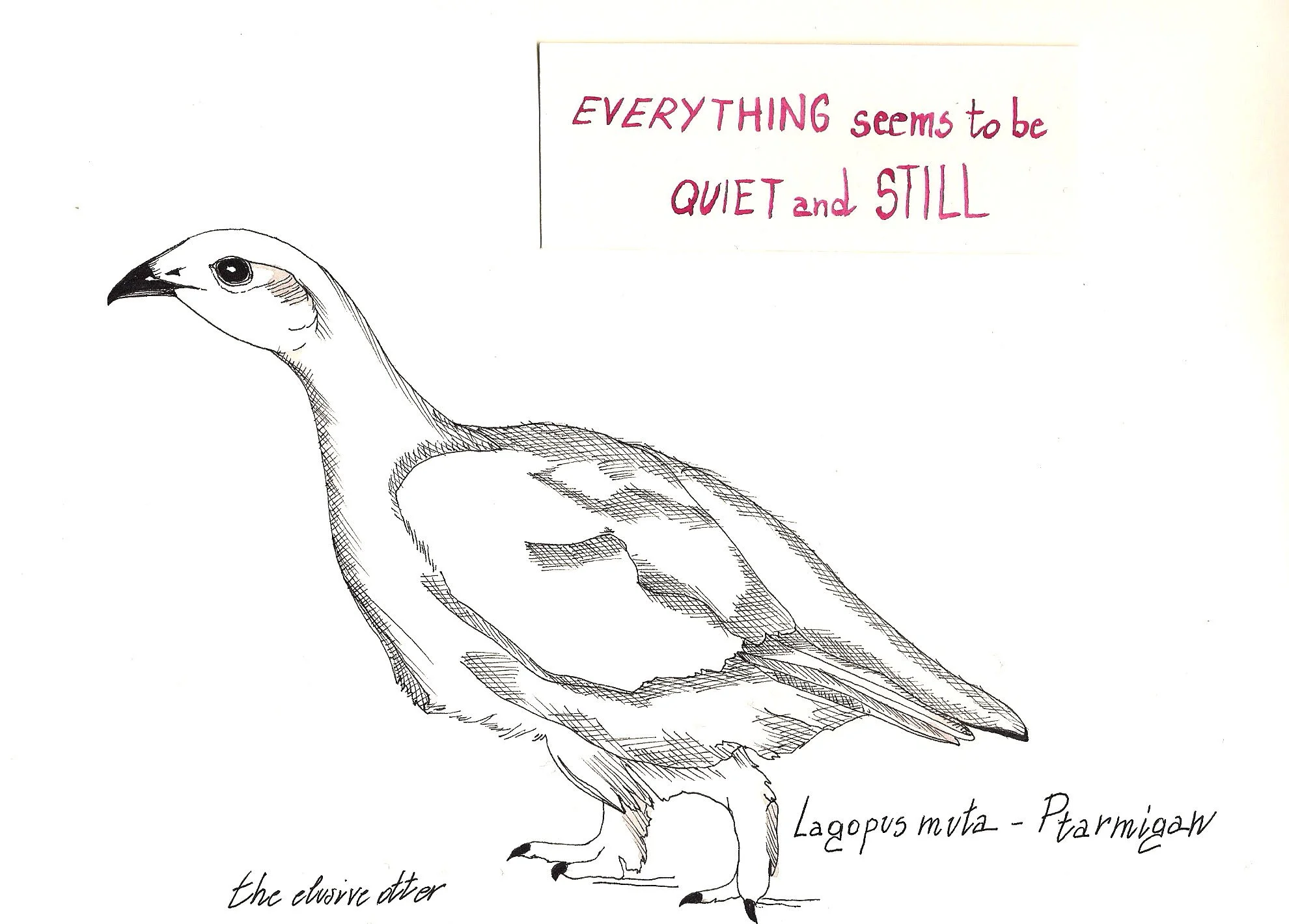 Elusive Otter pernix.jpg