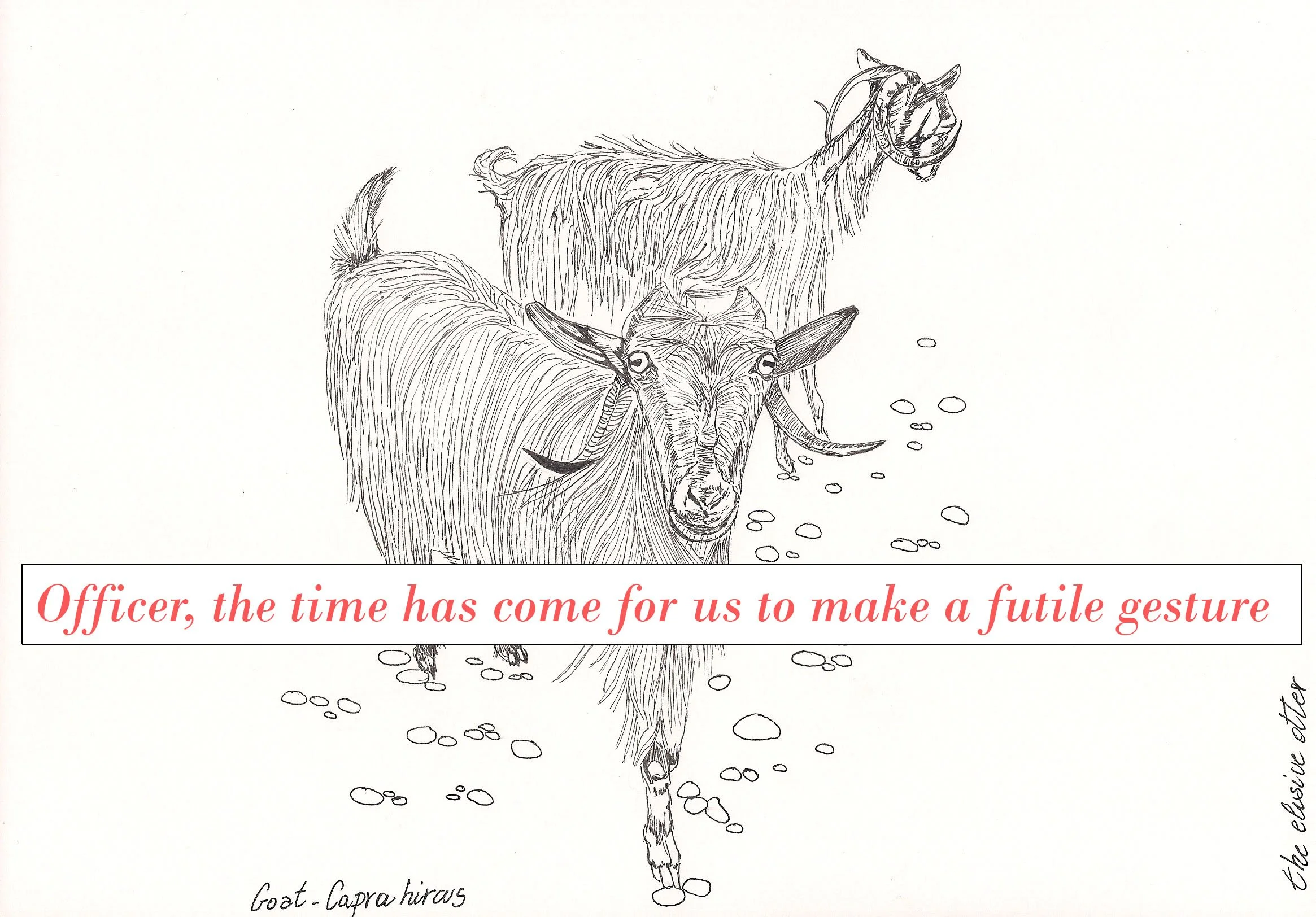 Queens of saganaki.jpg