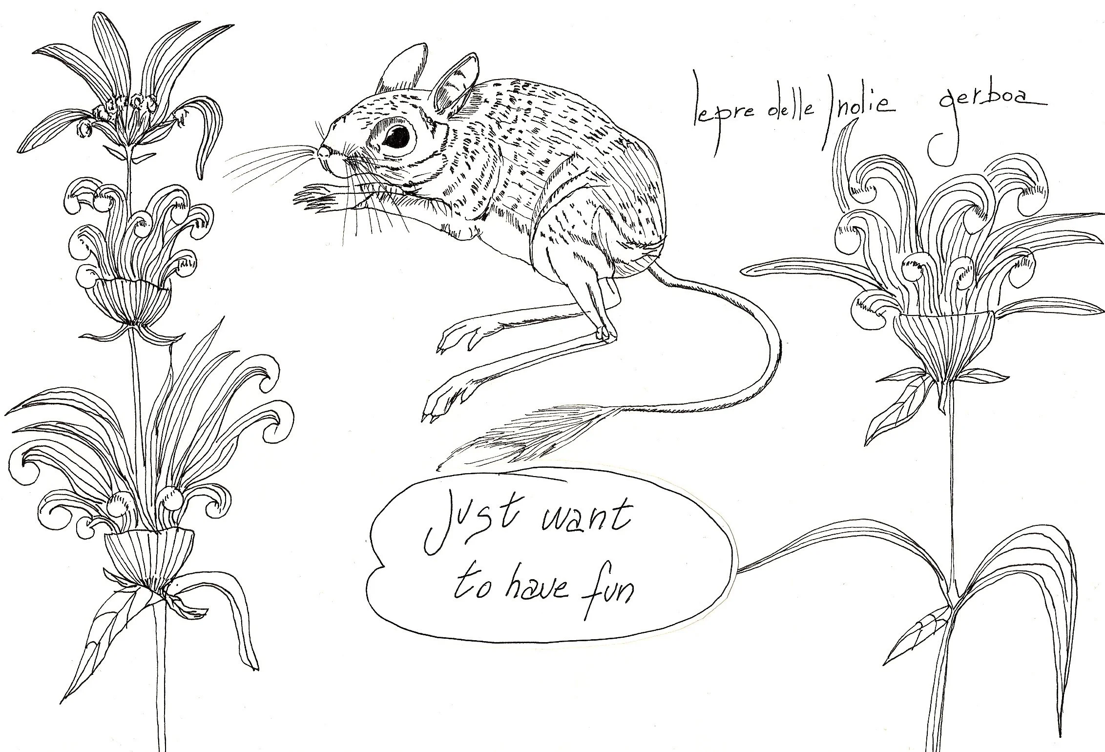 lepre delle indie.jpg