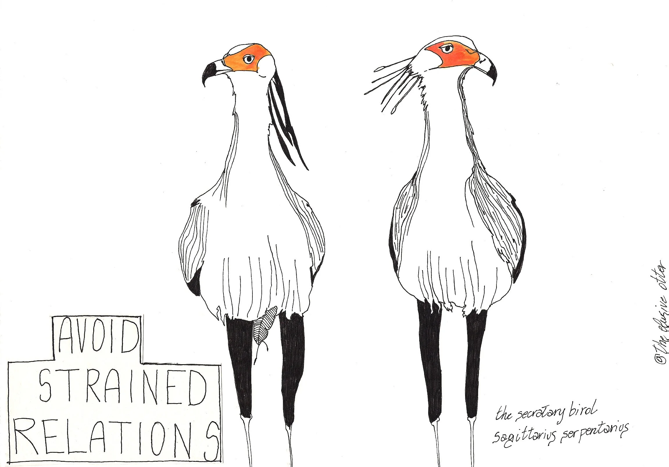 serpentary birds.jpg