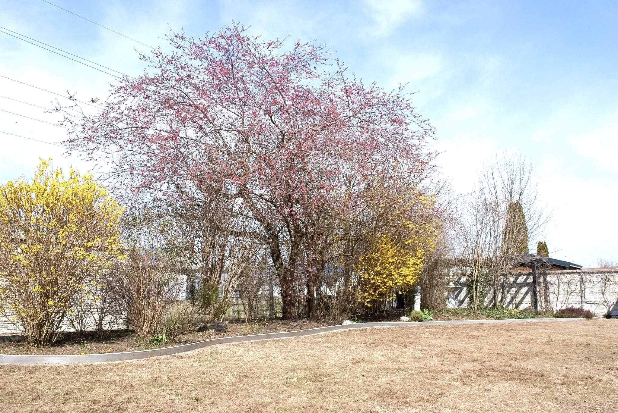 Ein Baum mit pinken Blüten steht in einem Garten unter blauem Himmel, umgeben von anderen Büschen und Bäumen, mit trockenem Rasen im Vordergrund.