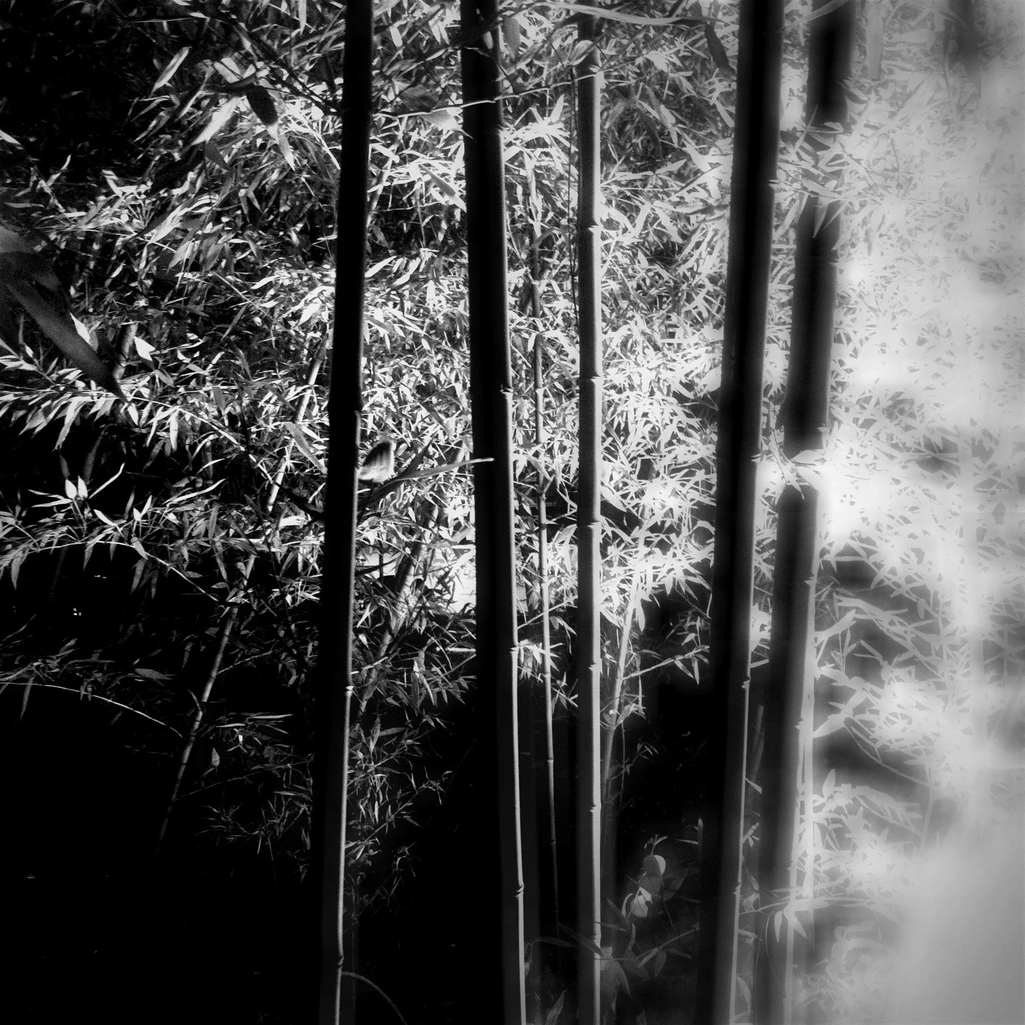  claudia-chianese-photography-terra-15.jpg