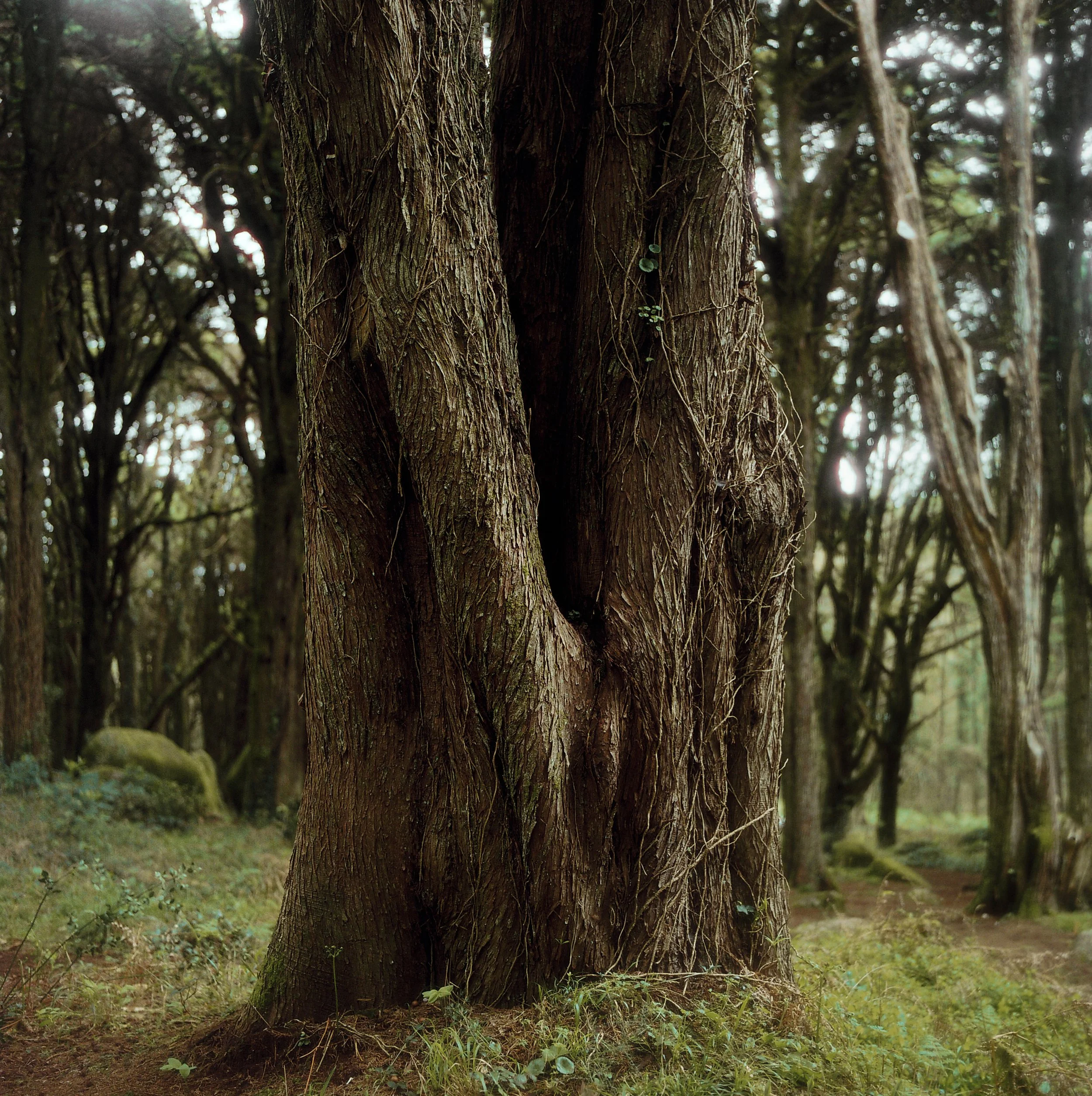 Sintra trees - on film