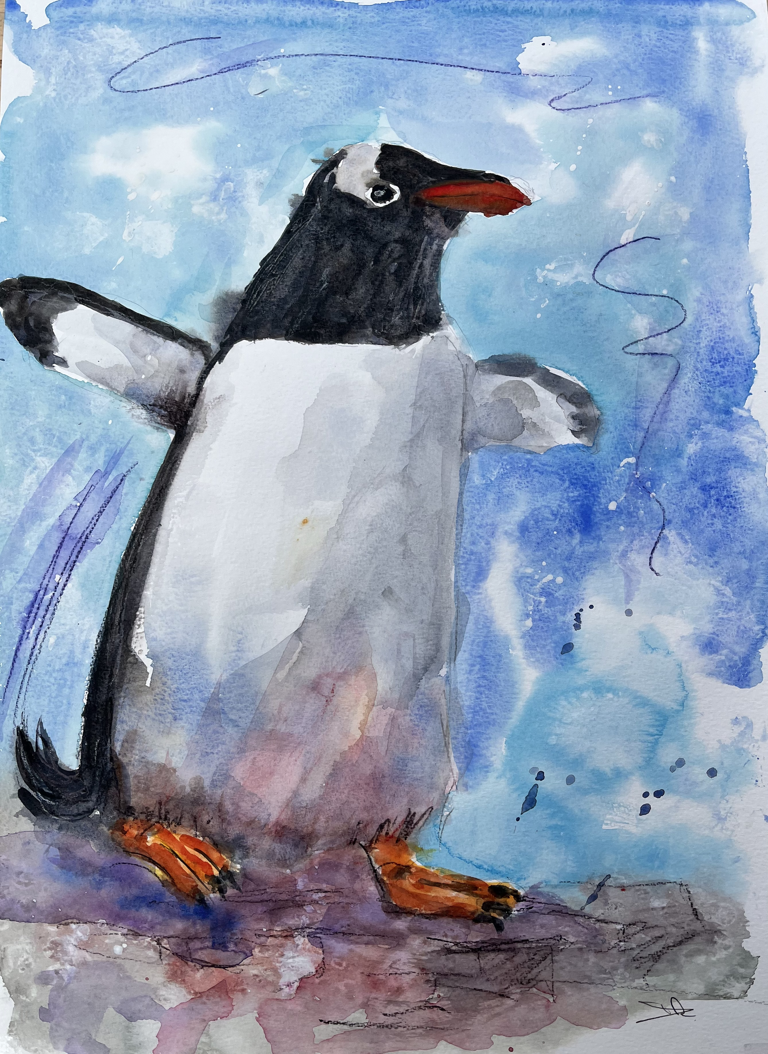 Gentoo Penguin Antartica. SOLD