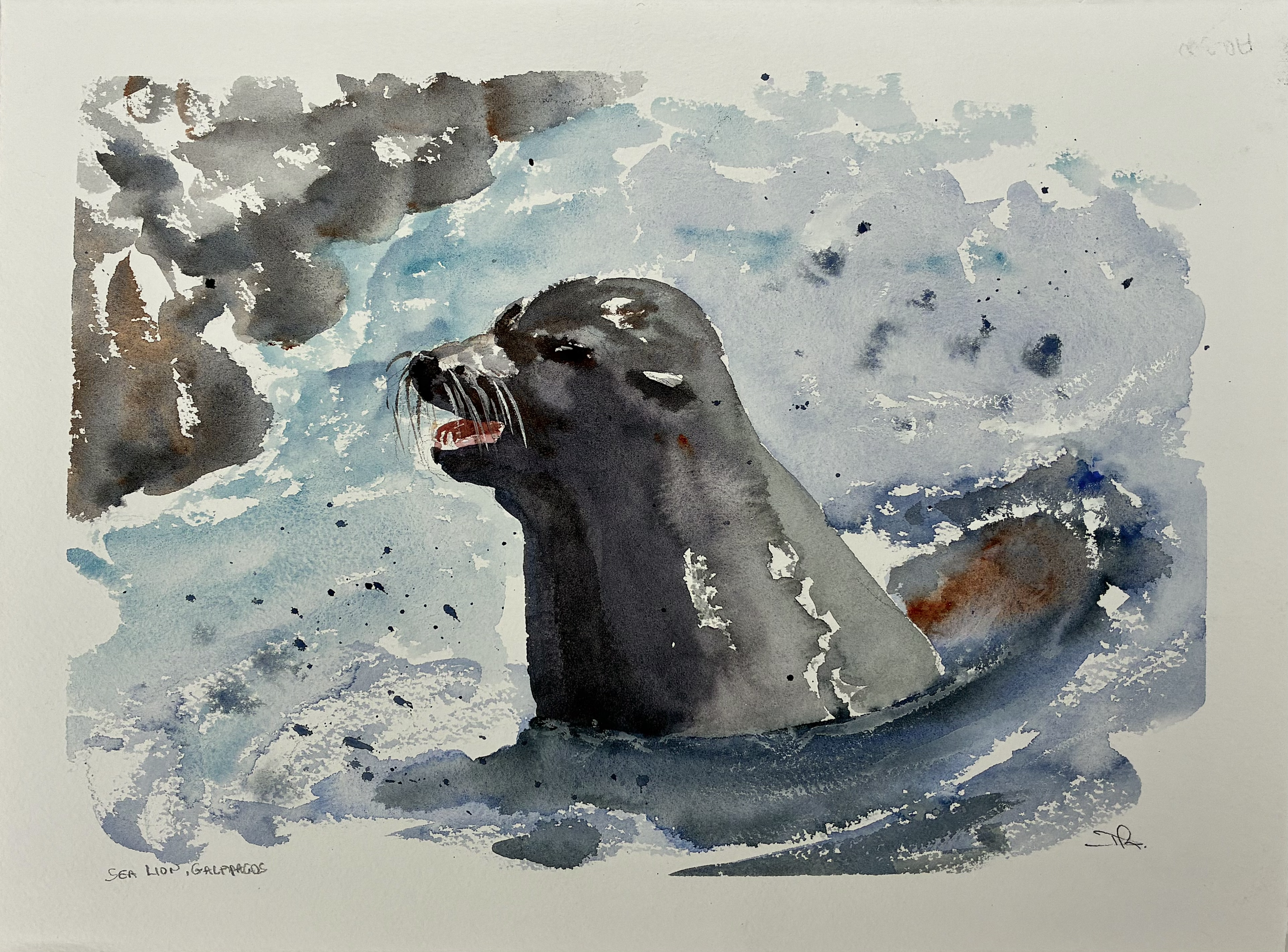 Sea Lion, Galapagos Island