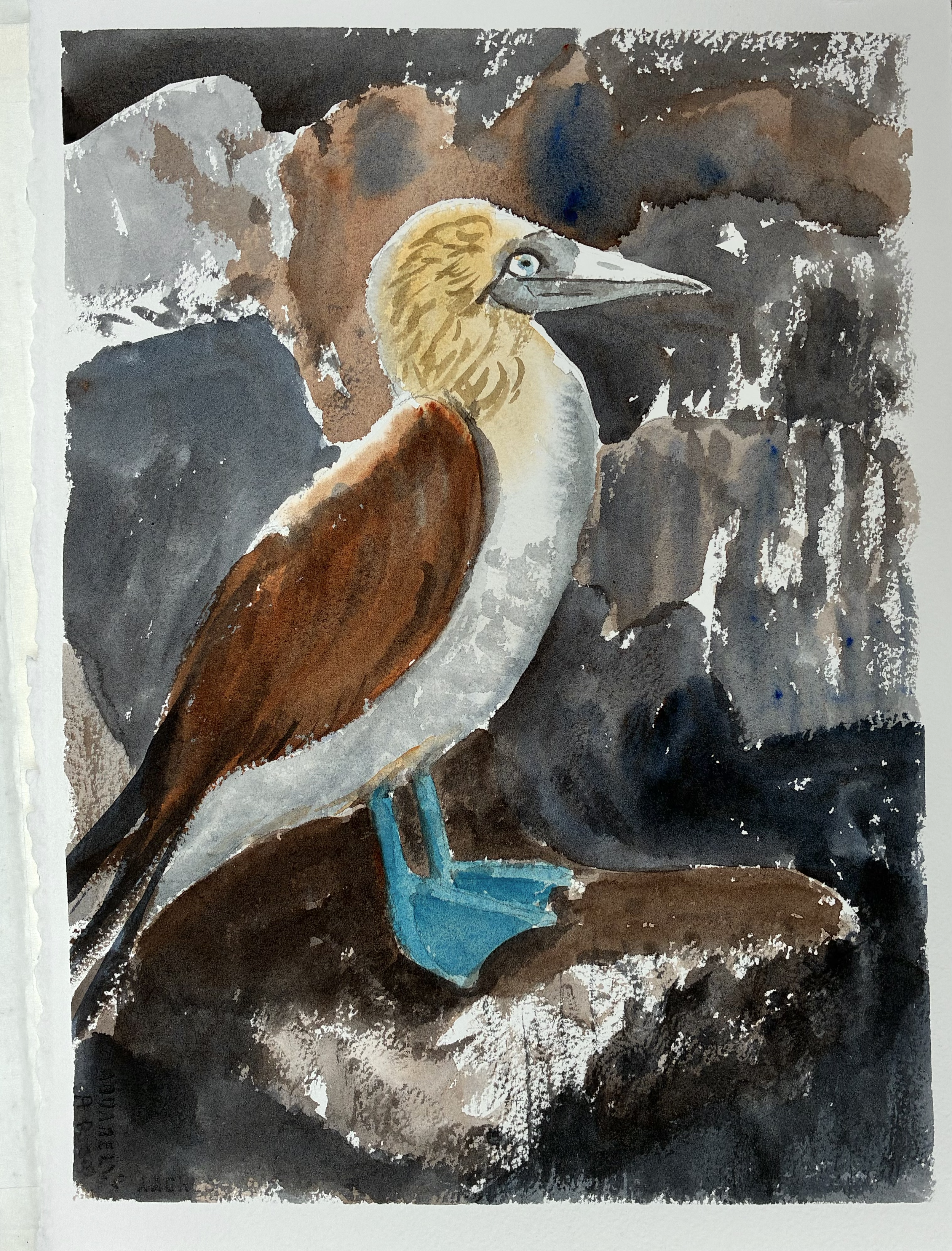 Blue Footed Booby, Galápagos Islands. SOLD