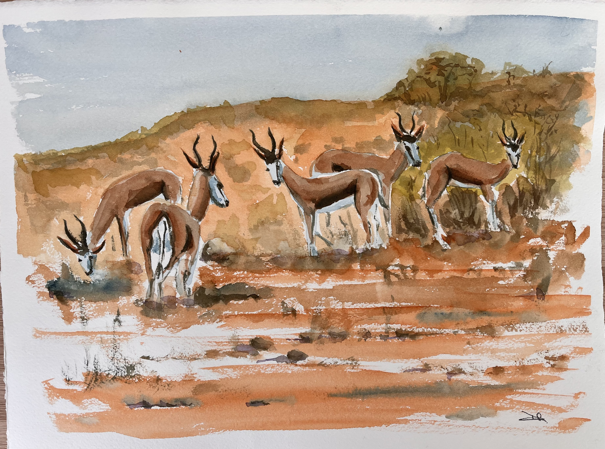 Springbok, Kalahari Desert, South Africa
