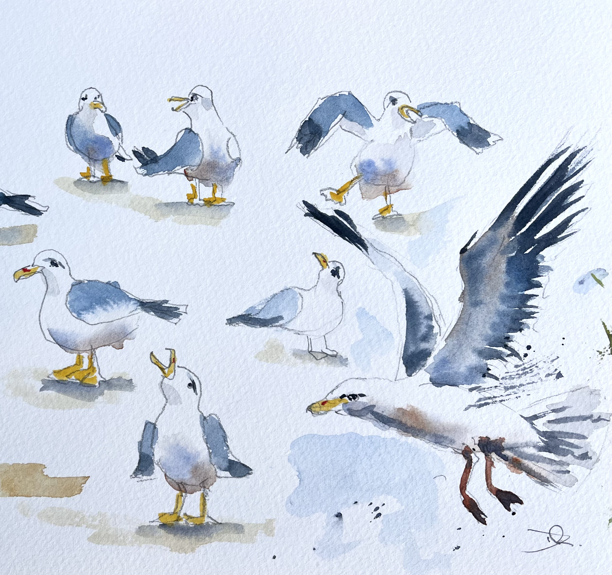 Seagulls 2