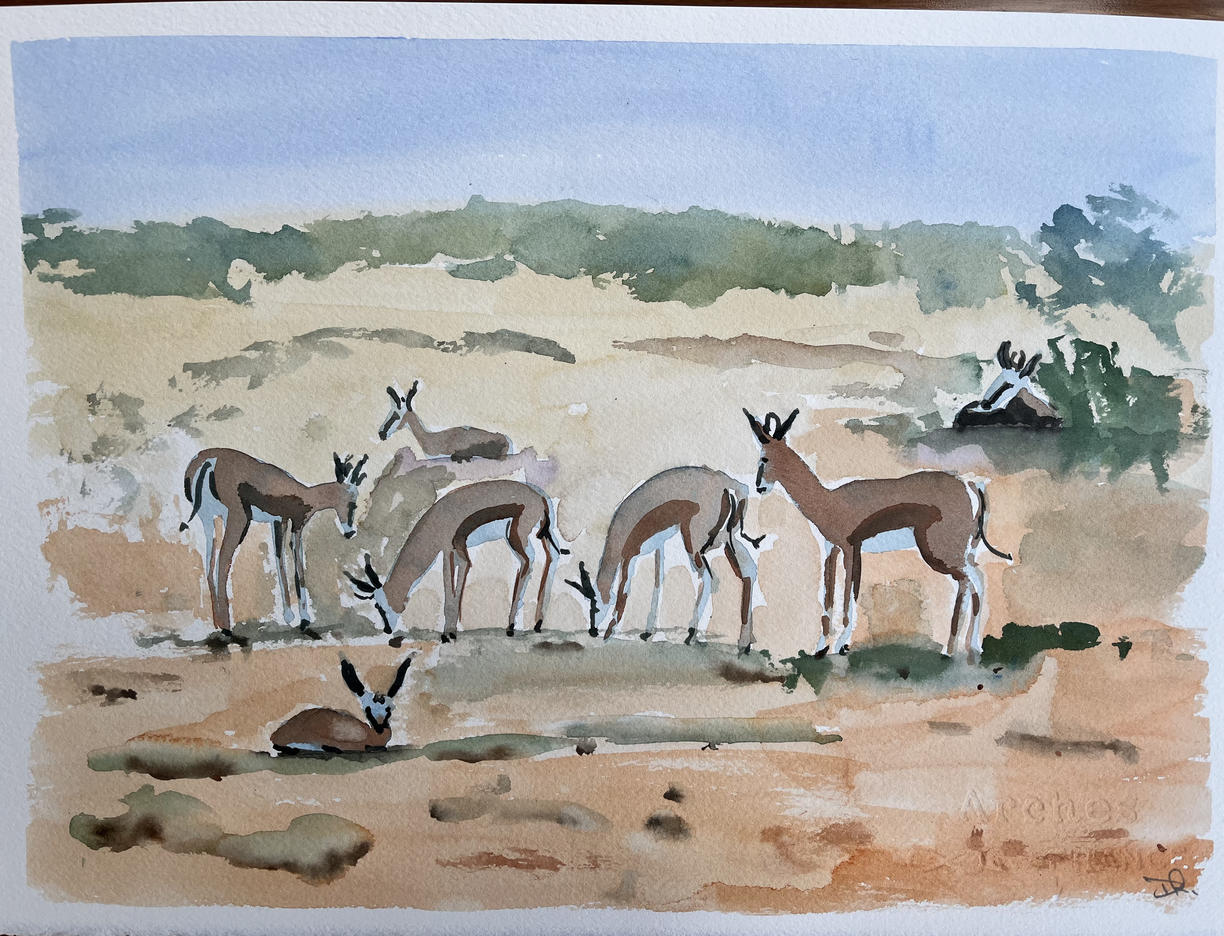 Springbok 2 , Kalahari Desert, South Africa