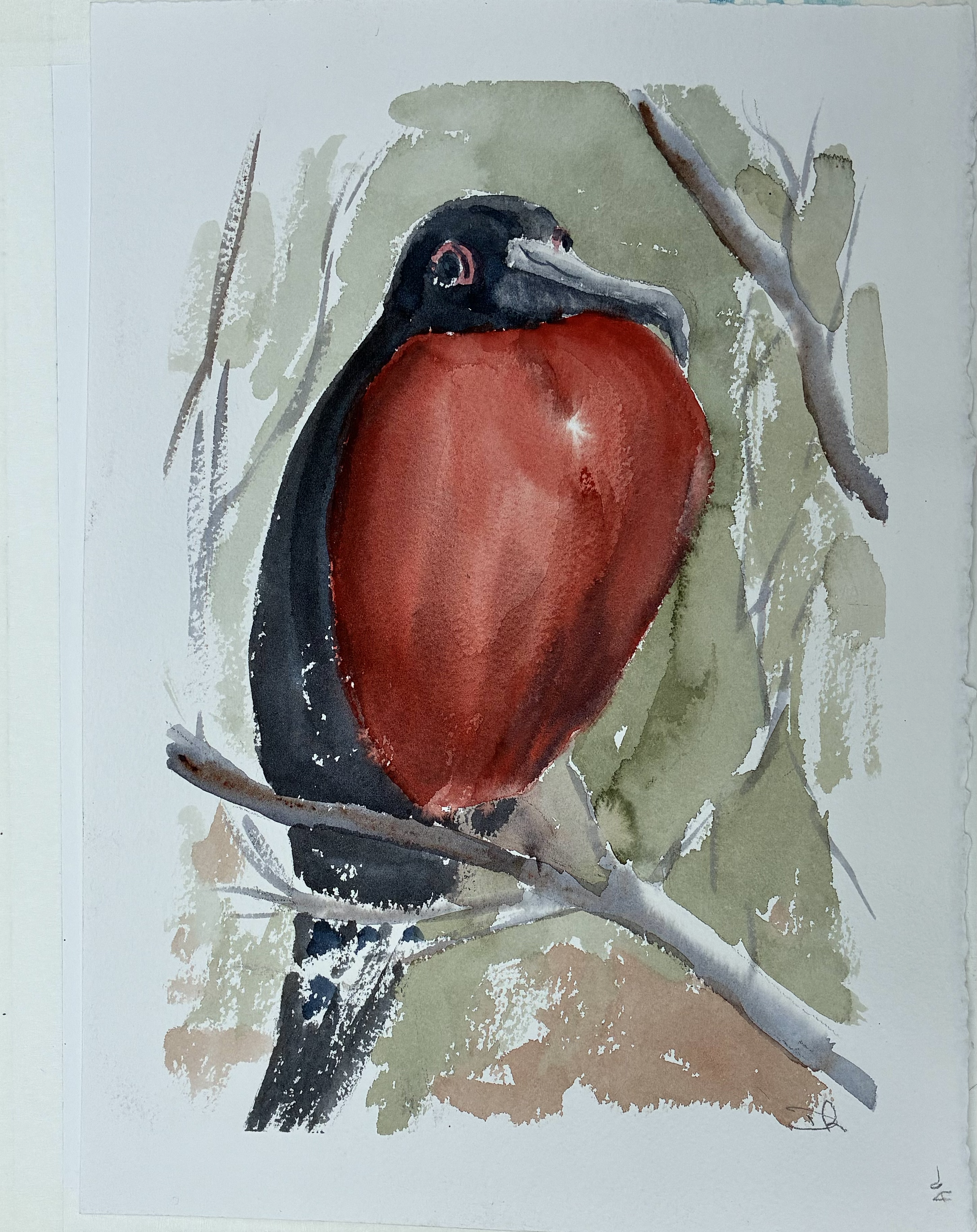 Frigate bird, Seymour Island, Galapagos 