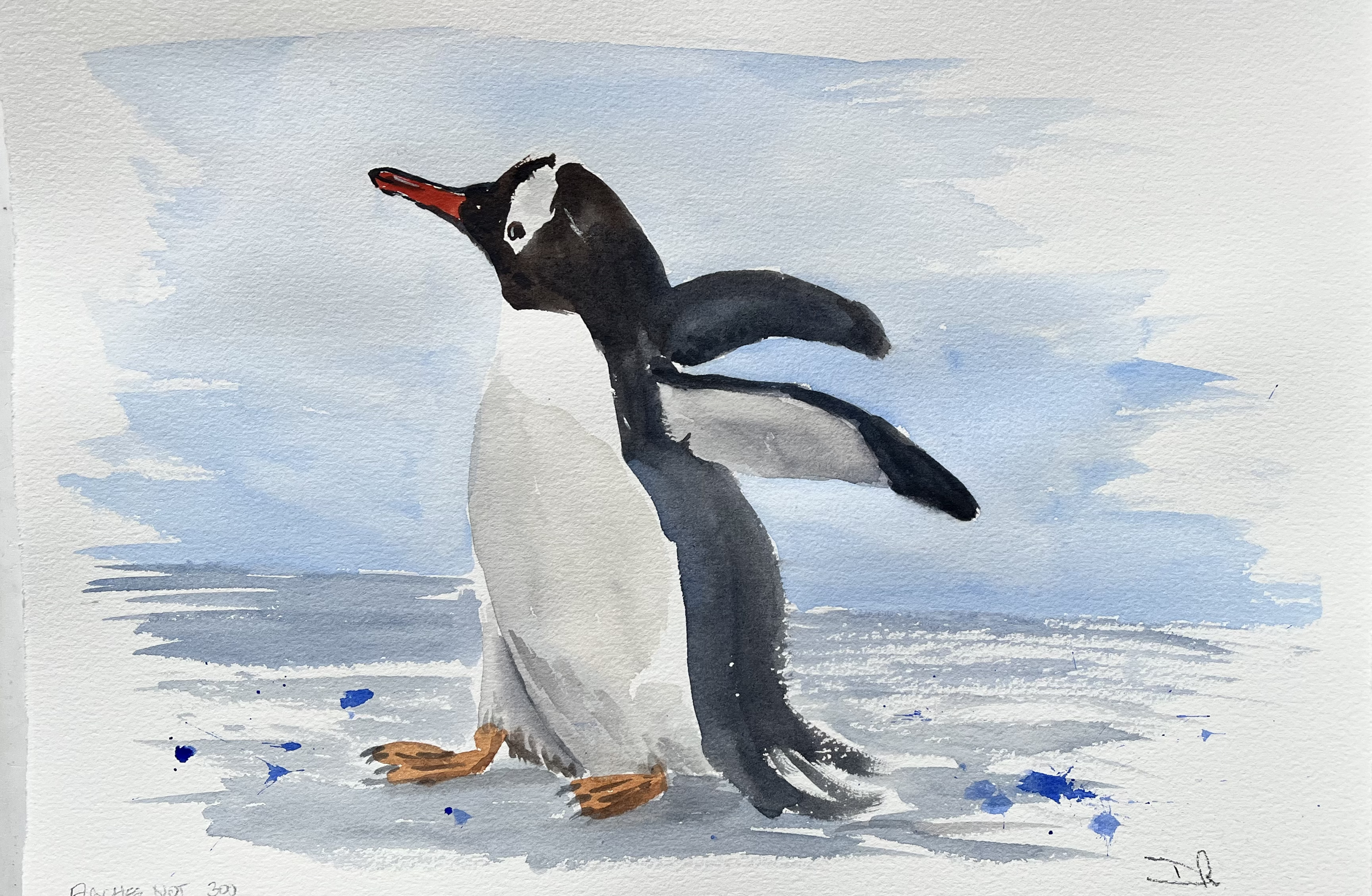 Gentoo Penguin 2, Antartica