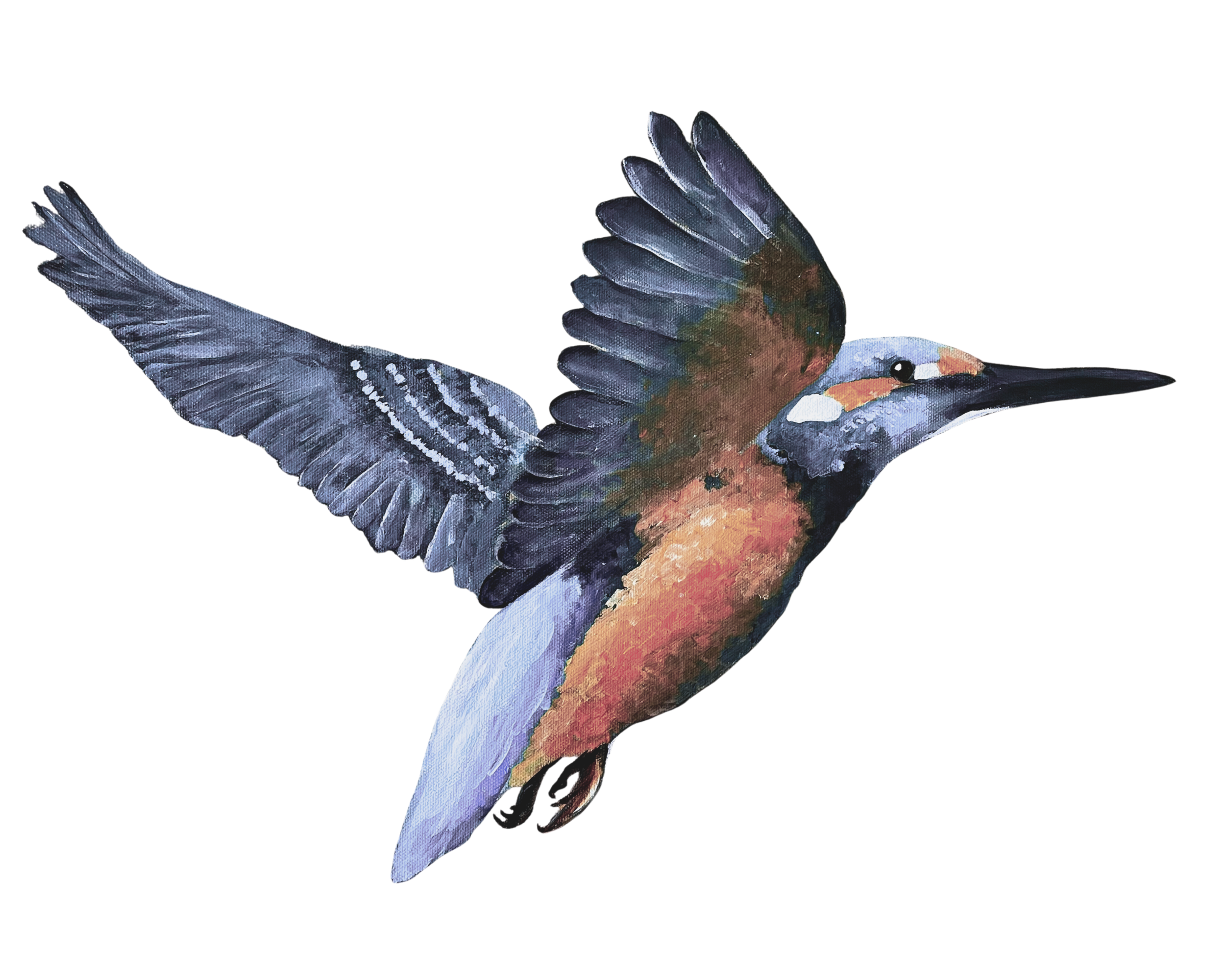 Ein bunter Vogel mit ausgebreiteten Flügeln in Flugposition