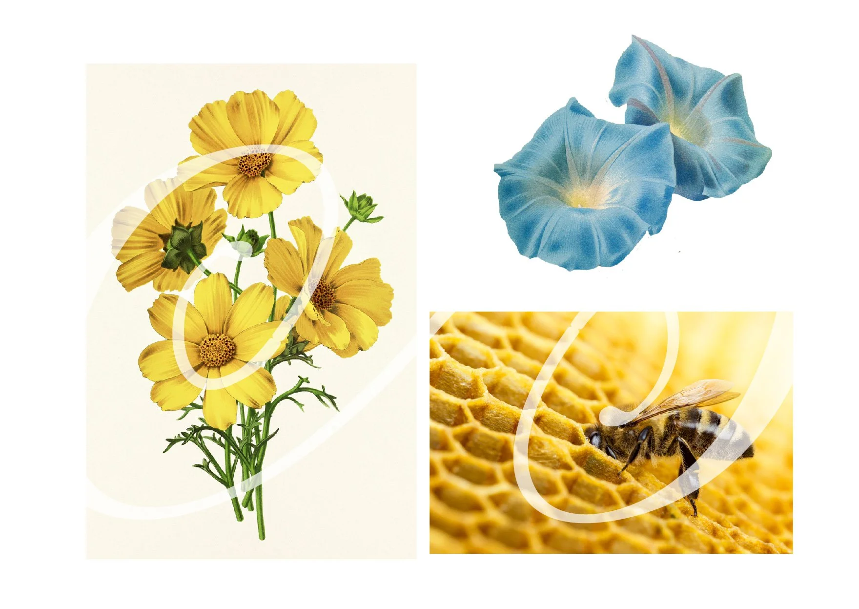 A collage of three images: a bouquet of yellow flowers, two blue morning glories, and a honeybee on a honeycomb.