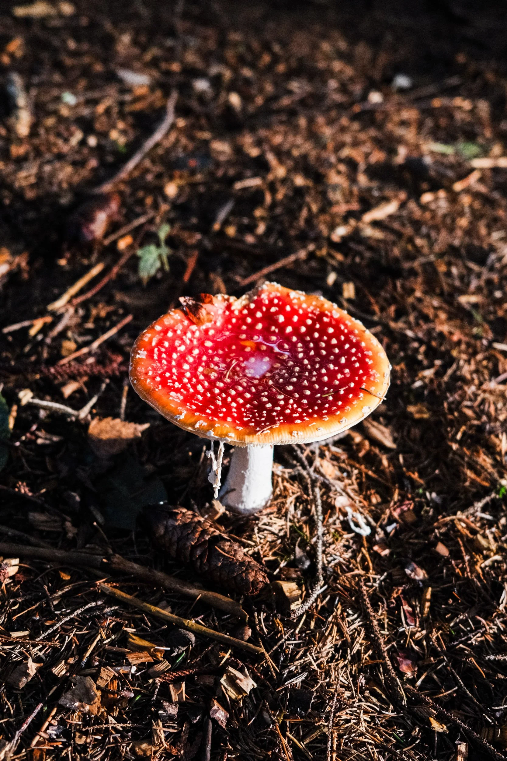 20241013-DSCF2644.jpg