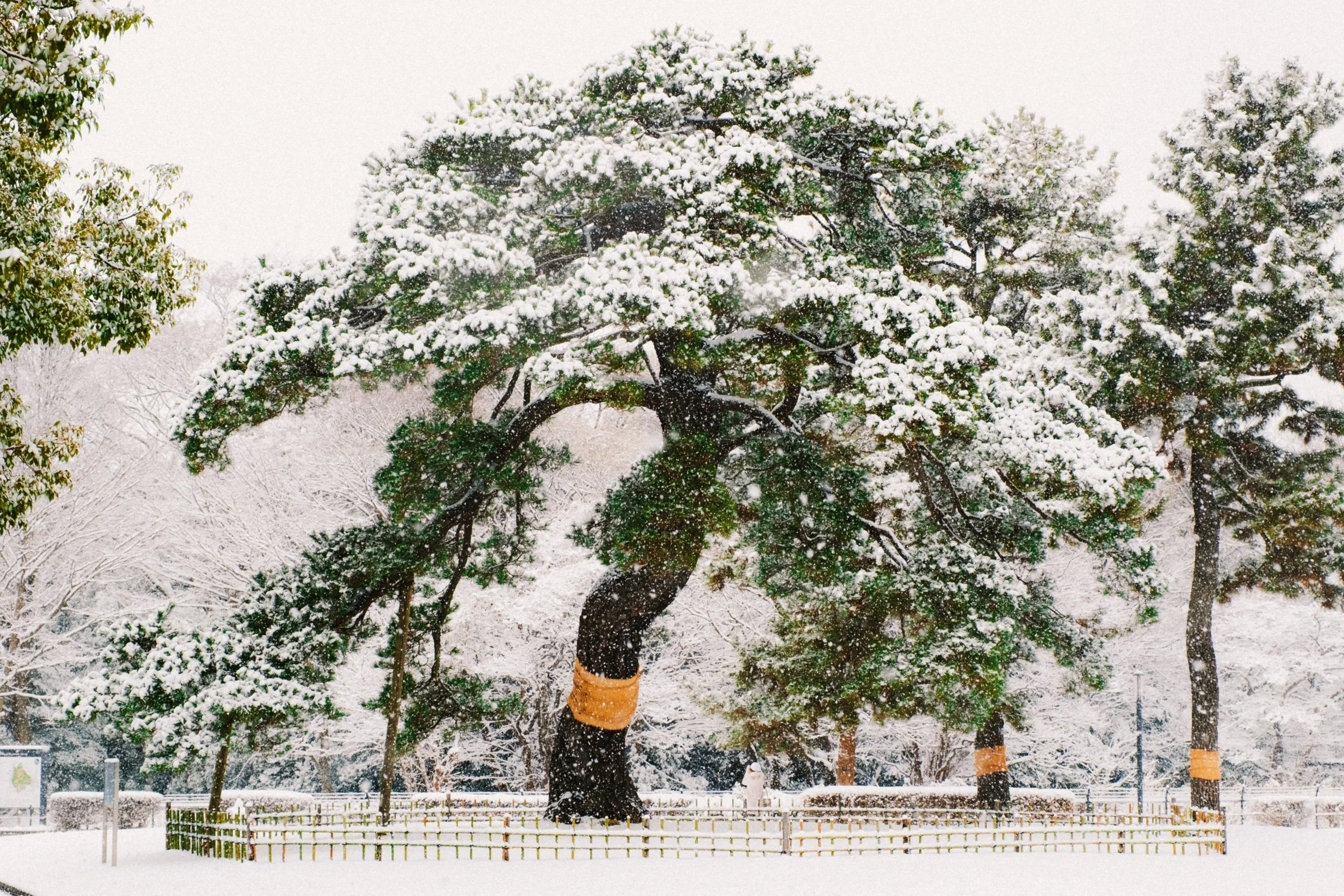 Arbor