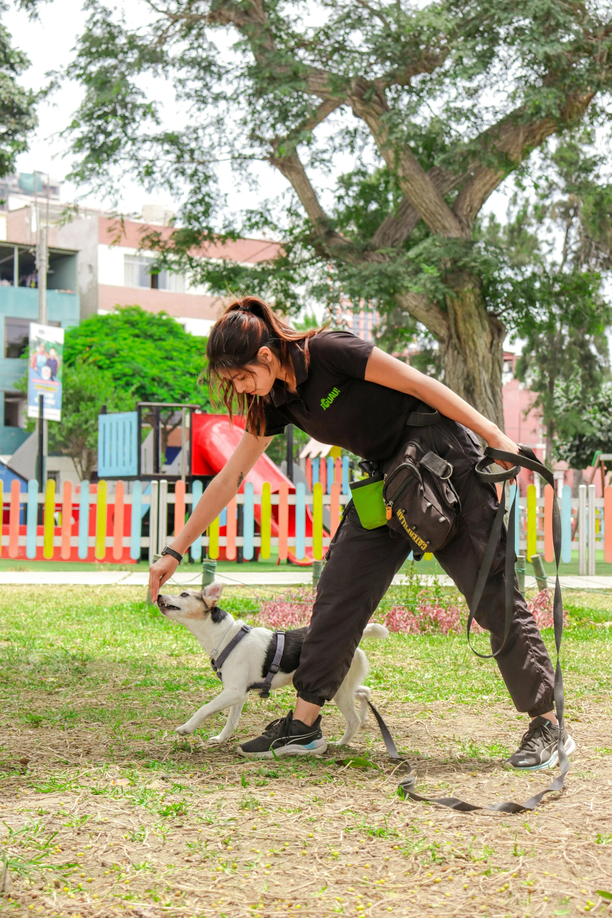 Beyond Dominance: What Guiding Your Dog Really Means