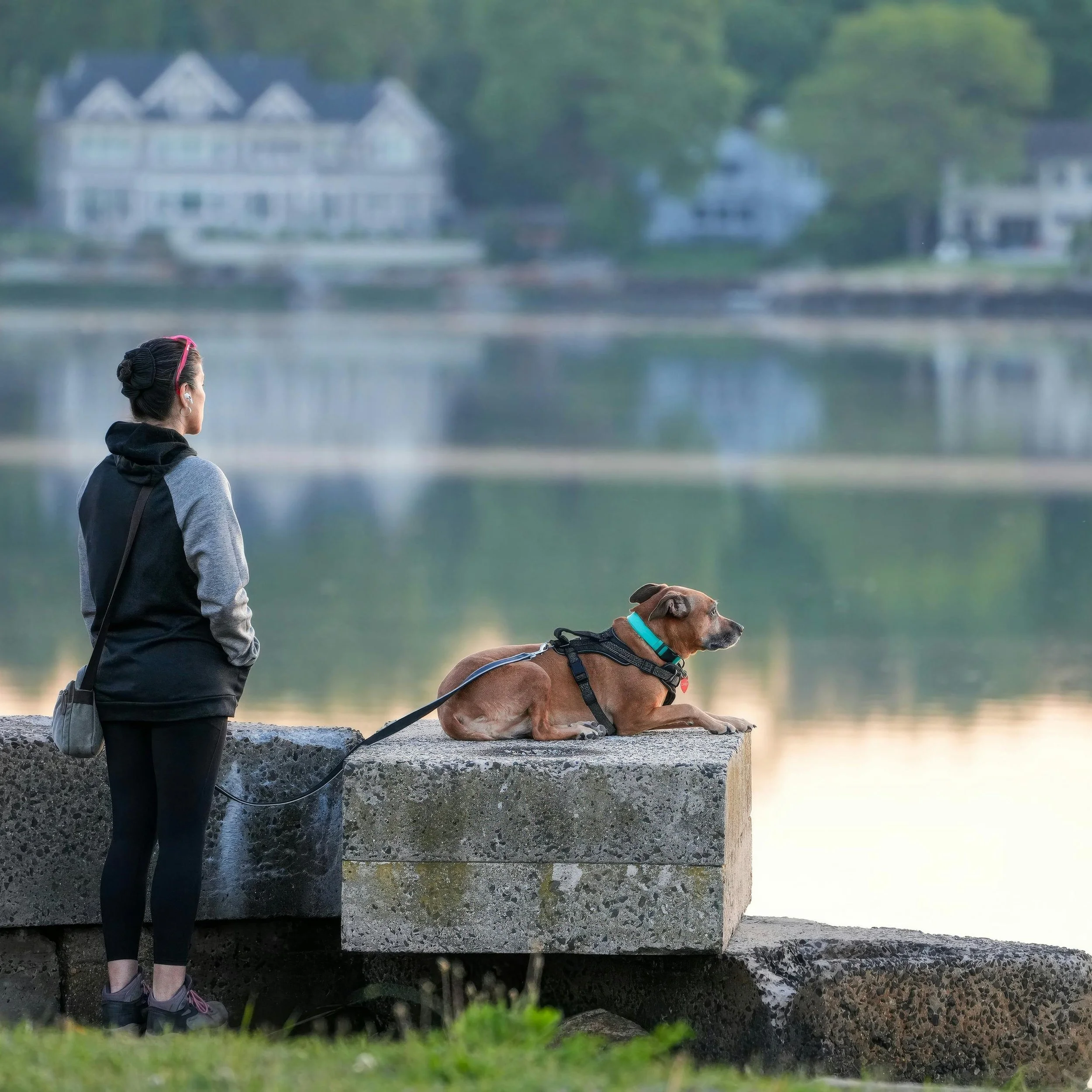 What is the window of tolerance?

The window of tolerance is the zone where learning happens.

Outside it &mdash; too activated or too shut down &mdash; neither you nor your dog can take in new information.

Inside it: curiosity, connection, capacity